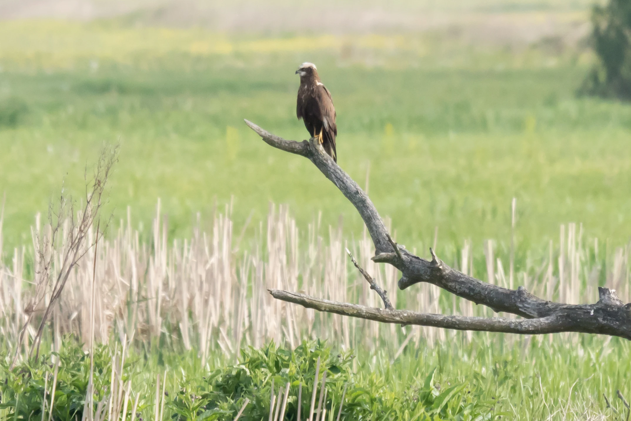 Marsh Harrier, Goniadz, Poland — photo by Jim Bennett