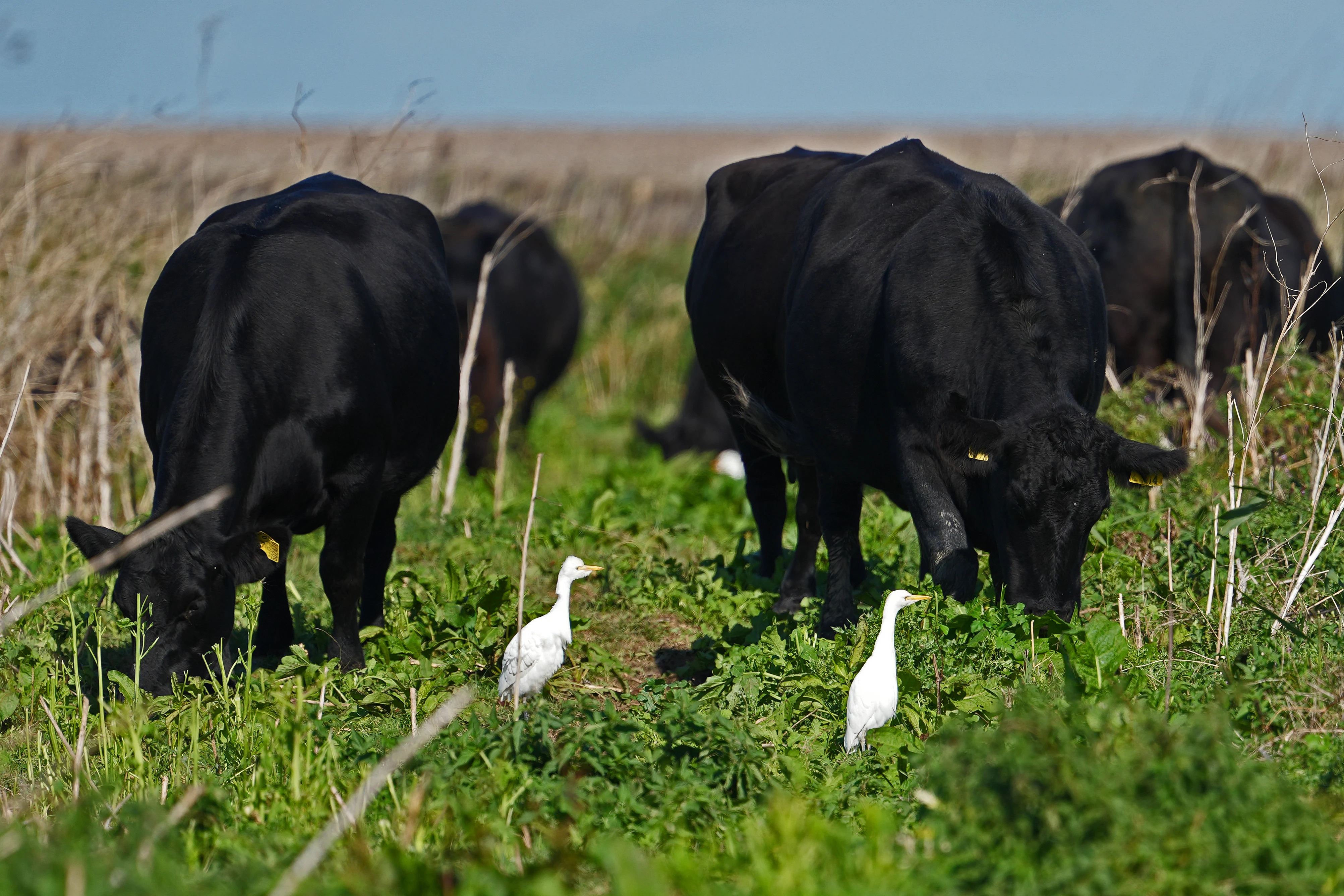 Cattle Egrets, NWT Cley, Norfolk, UK — photo by Jim Bennett