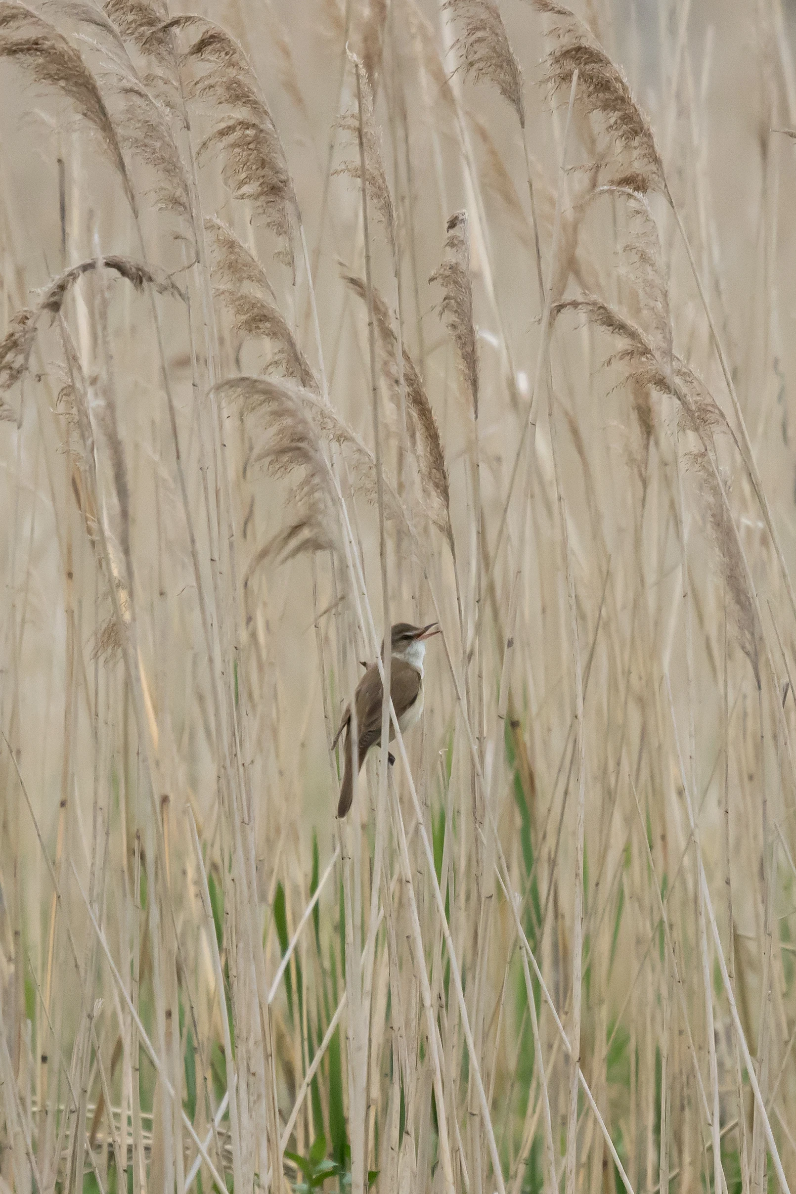 Great Reed Warbler, near Goniadz, Poland — photo by Jim Bennett