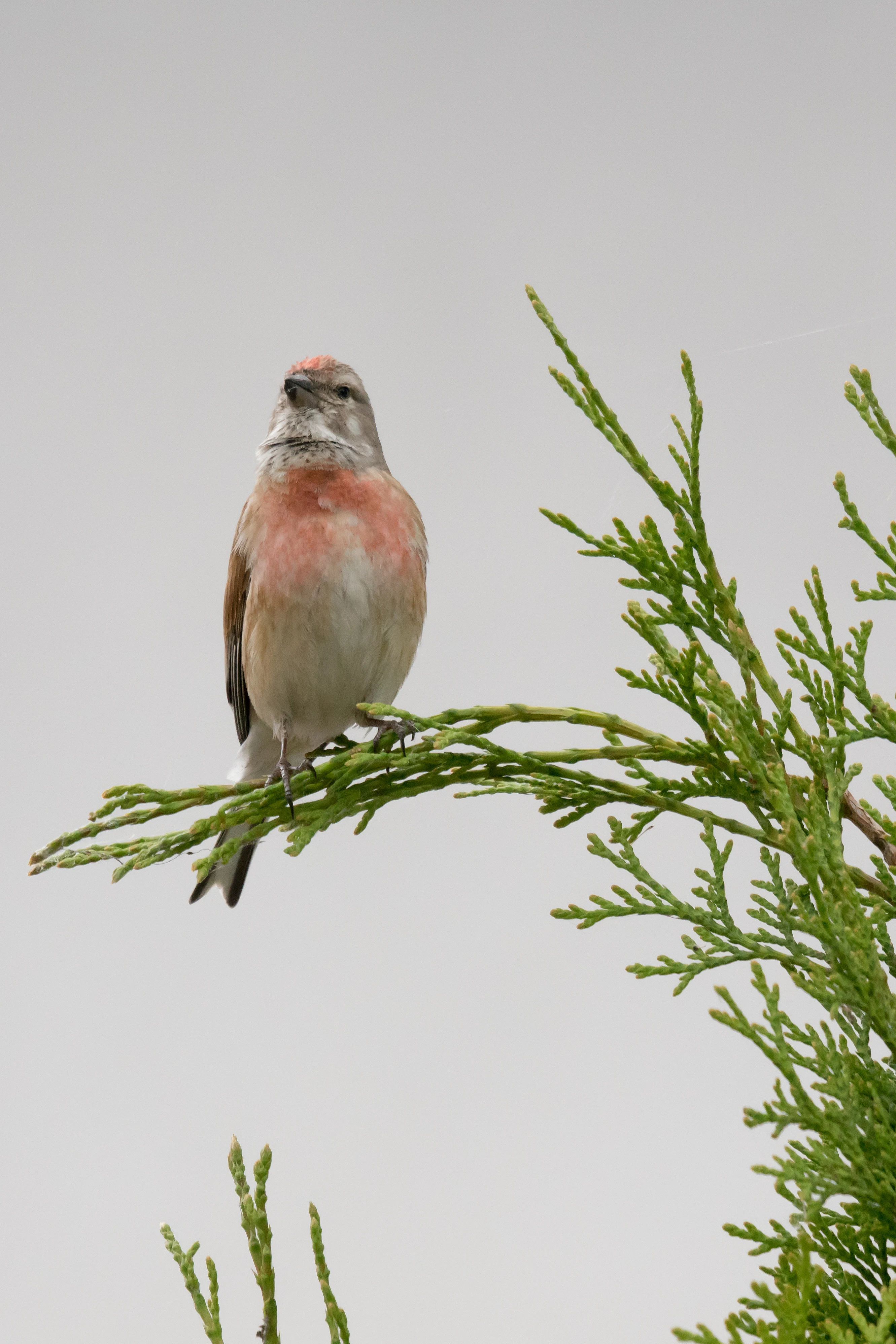 Linnet, near Goniadz, Poland — photo by Jim Bennett