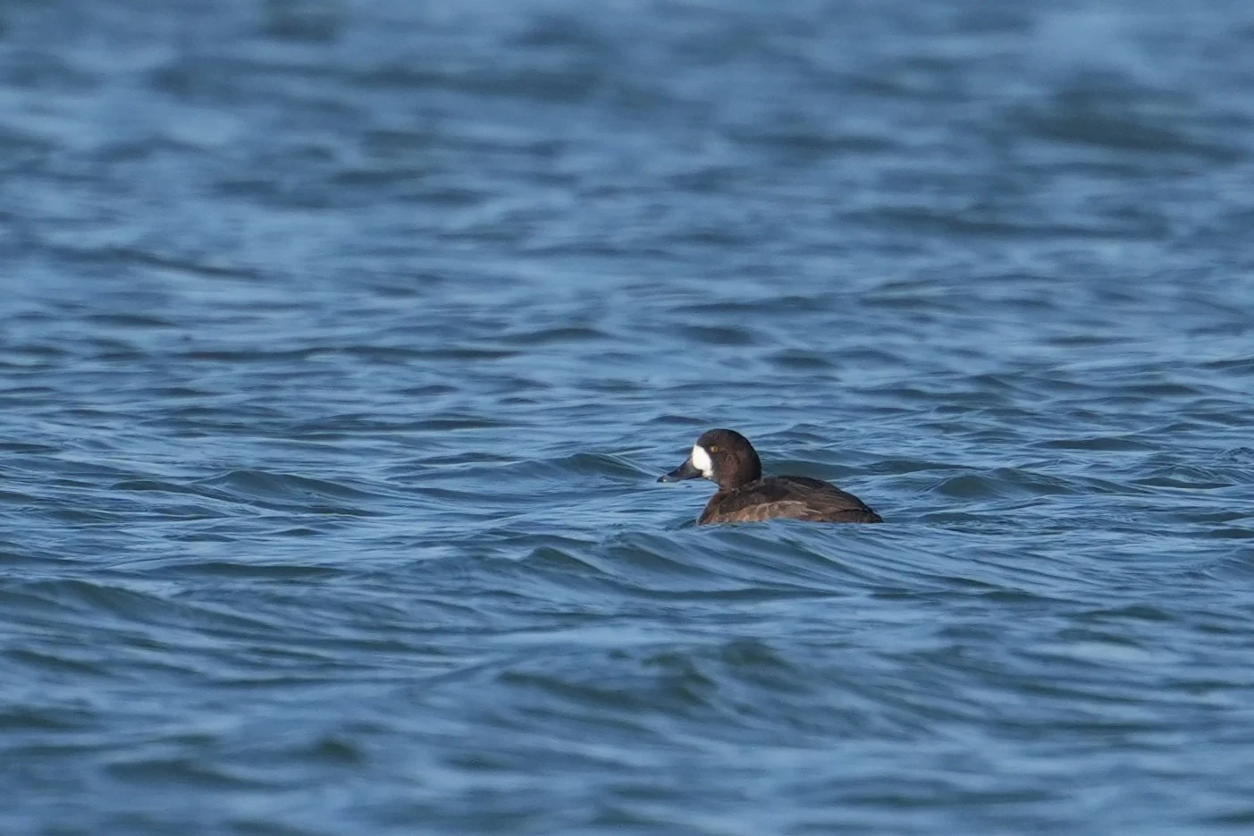Greater Scaup, Oostvaardesplassen, Flevoland, Netherlands — photo by Jim Bennett