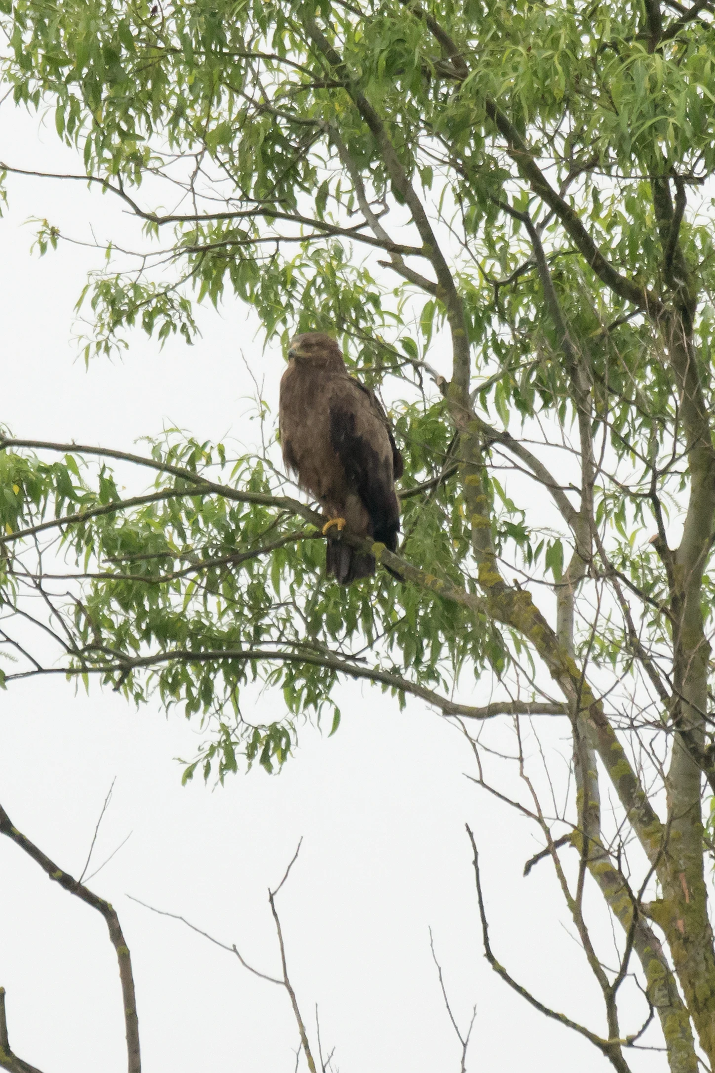 Lesser Spotted Eagle, near Goniadz, Poland — photo by Jim Bennett