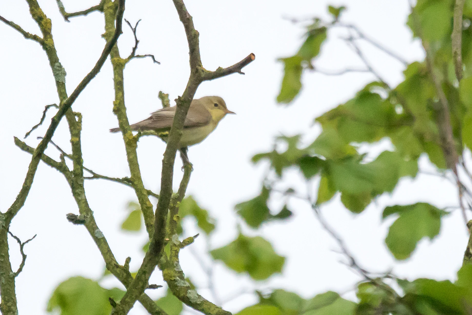 Icterine Warbler, Goniadz, Poland — photo by Jim Bennett