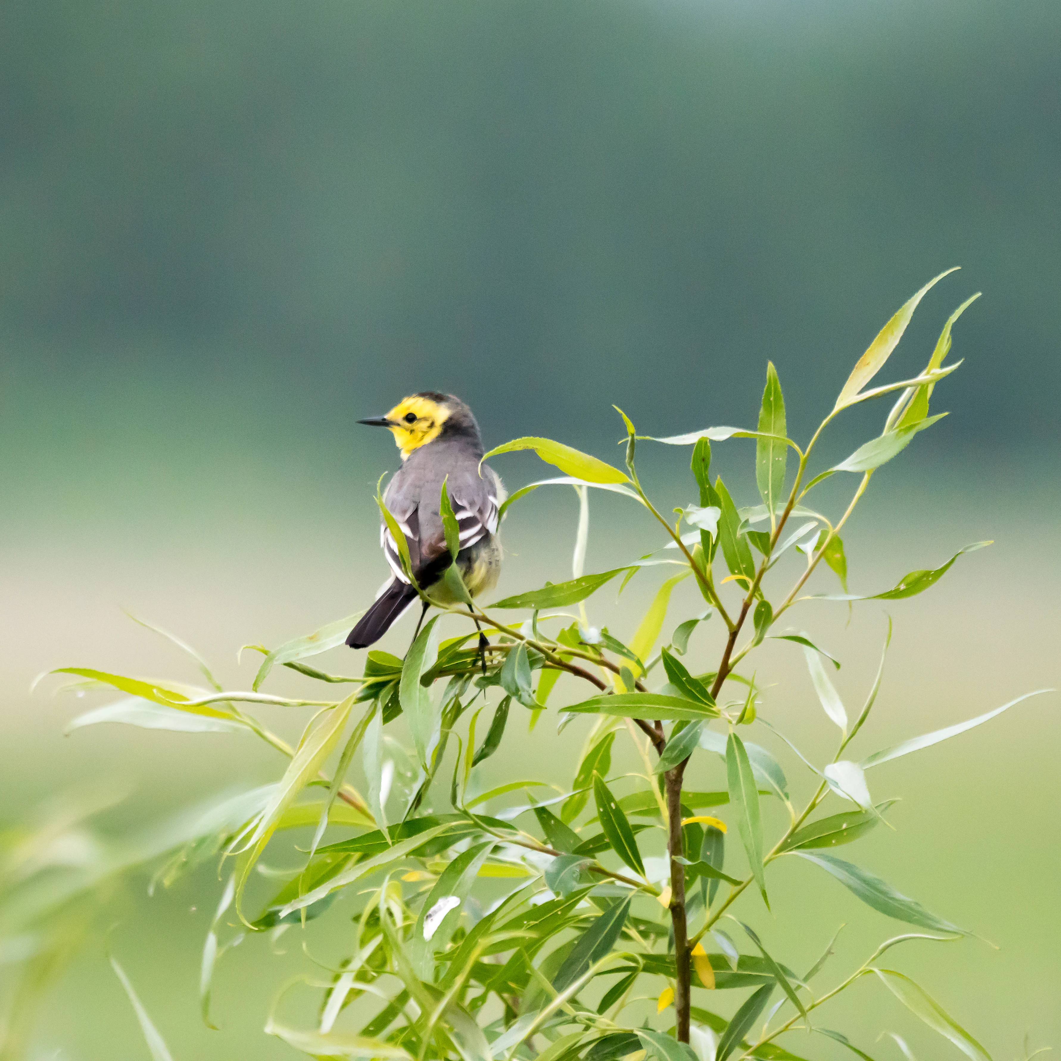 Citrine Wagtail, Goniadz, Poland — photo by Jim Bennett