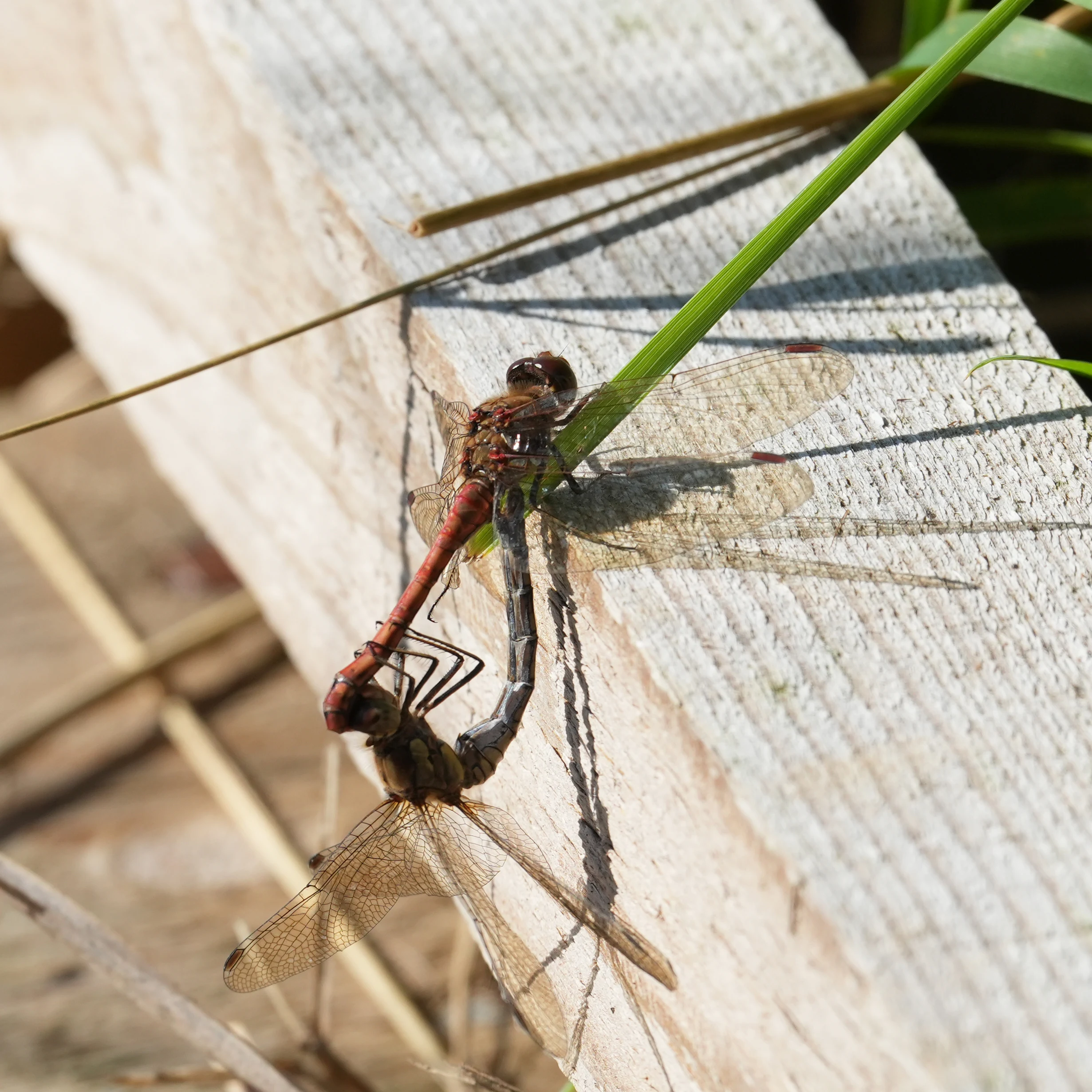 Darter Dragonflies, NWT Cley, Norfolk, UK — photo by Jim Bennett