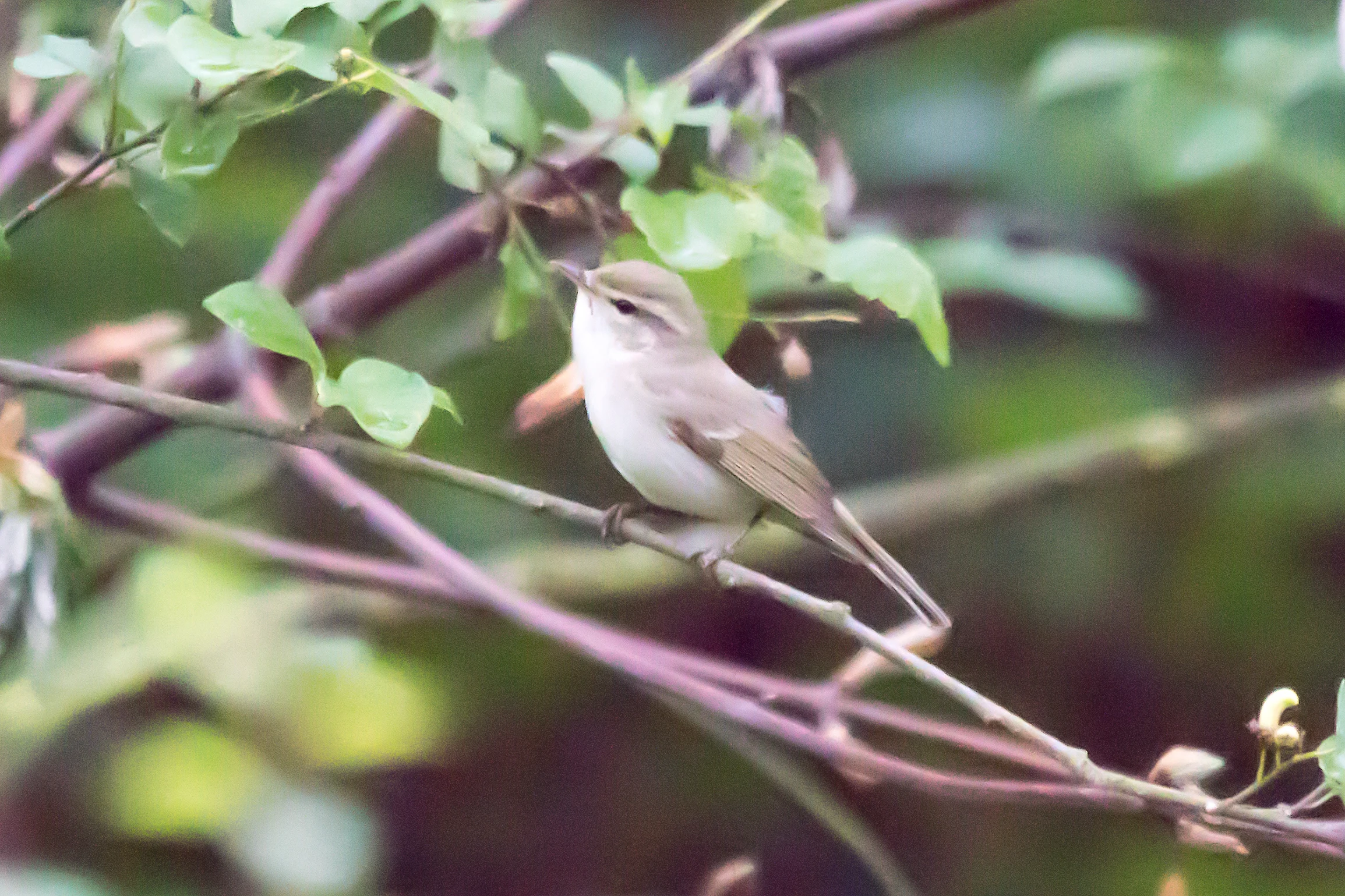 Greenish Warbler, Goniadz, Poland — photo by Jim Bennett
