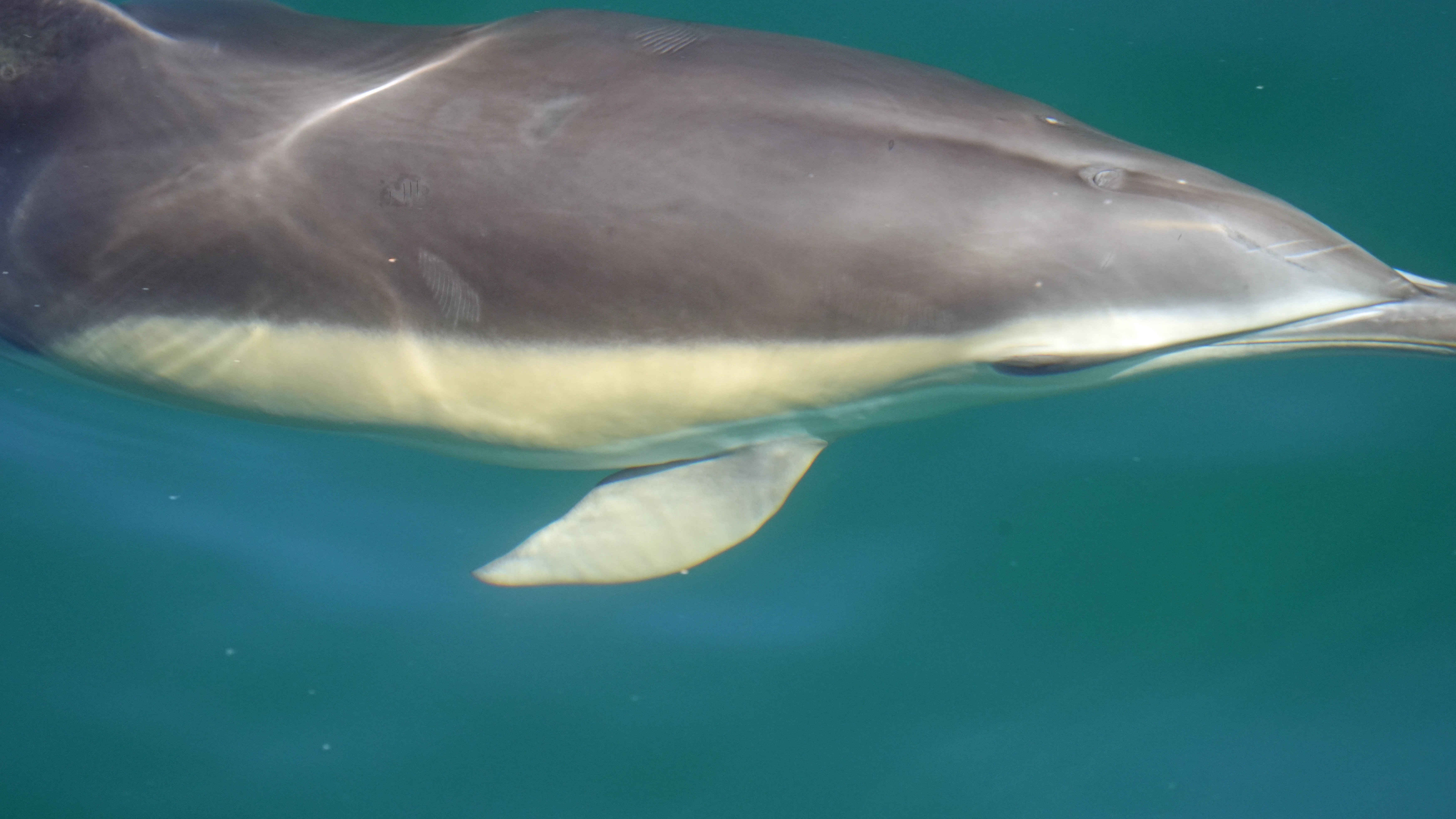 Common Dolphin, Falmouth Bay, Cornwall, UK — photo by Jim Bennett