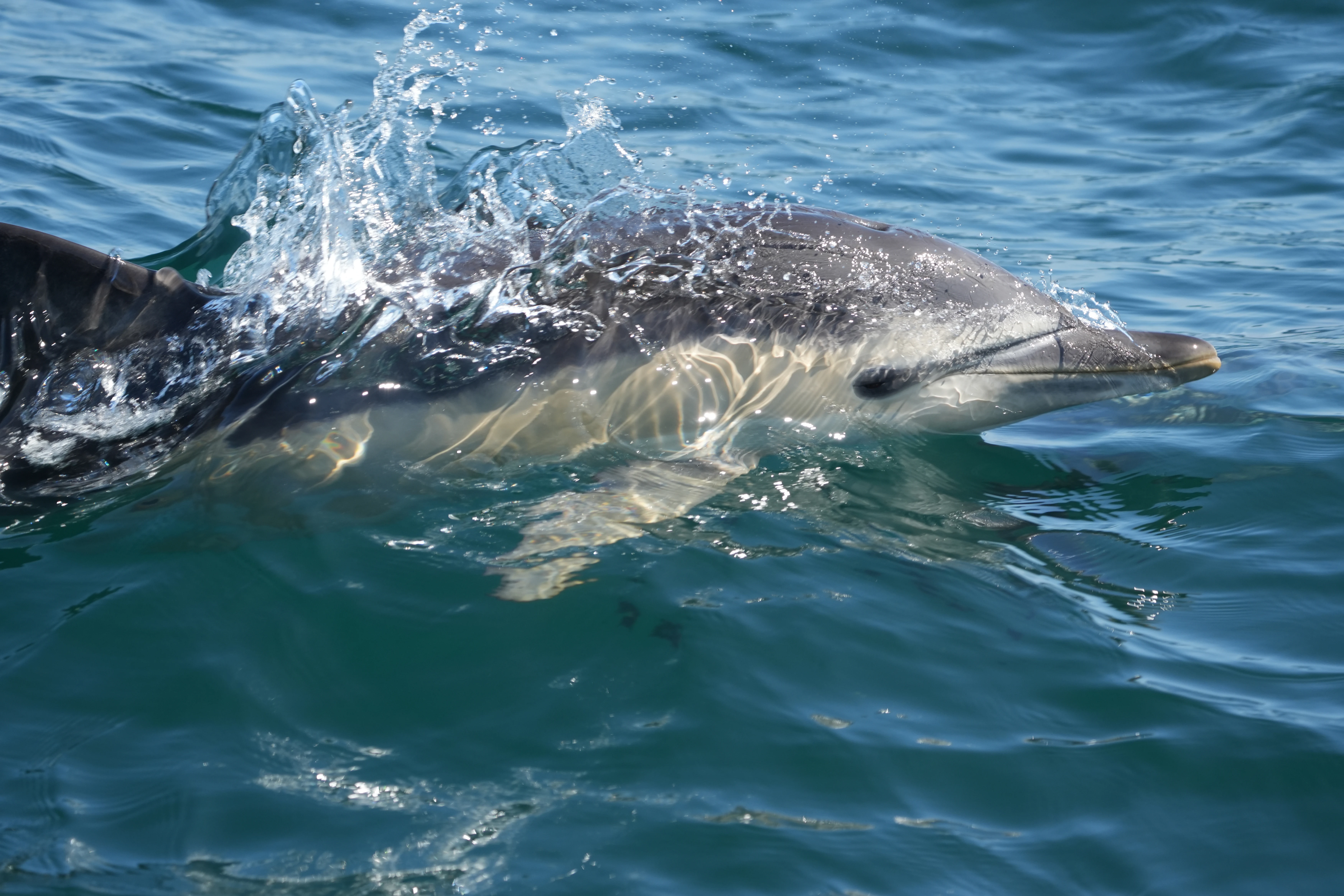 Common Dolphin, Falmouth Bay, Cornwall, UK — photo by Jim Bennett