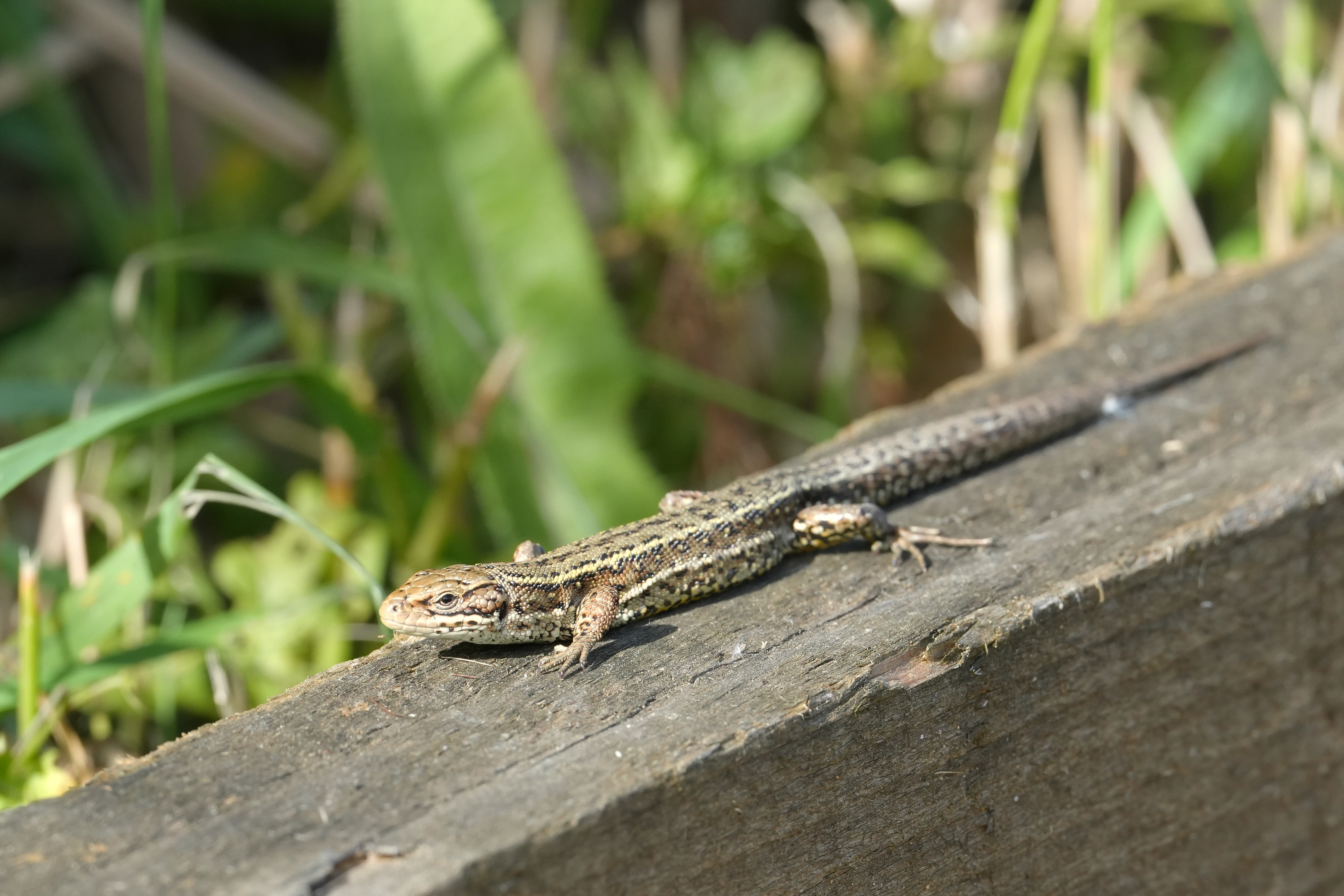 Common Lizard, NWT Cley, Norfolk, UK — photo by Jim Bennett