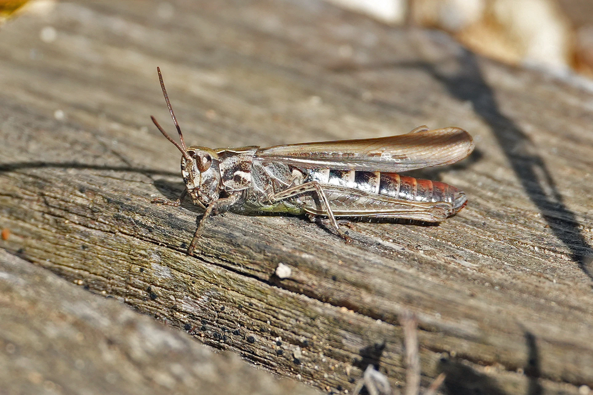 Grasshopper, Cafe Cley, Norfolk, UK — photo by Jim Bennett