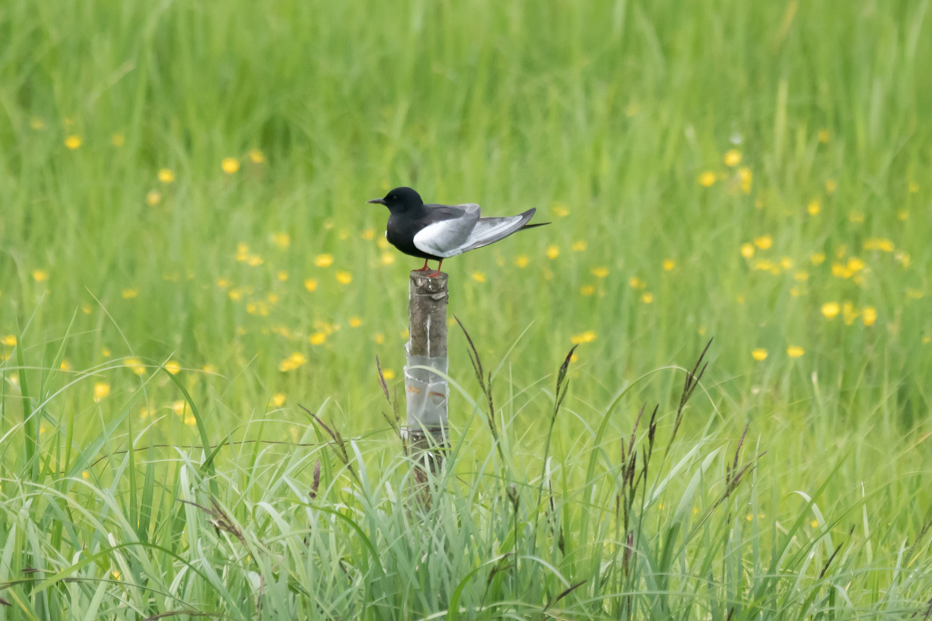 White-winged Tern, near Goniadz, Poland — photo by Jim Bennett