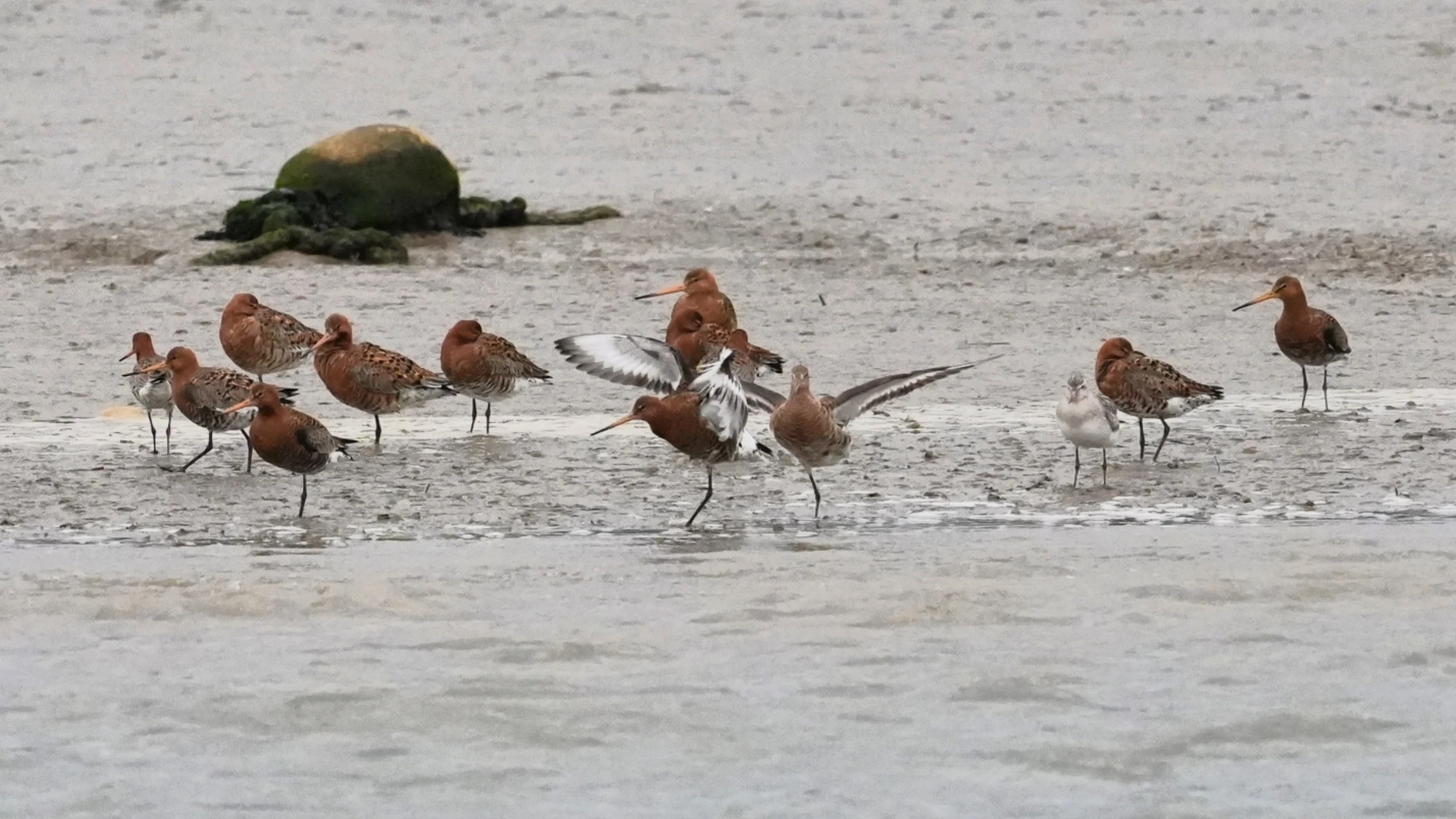 DSC01395, Blackwater River, Essex, UK — photo by Jim Bennett