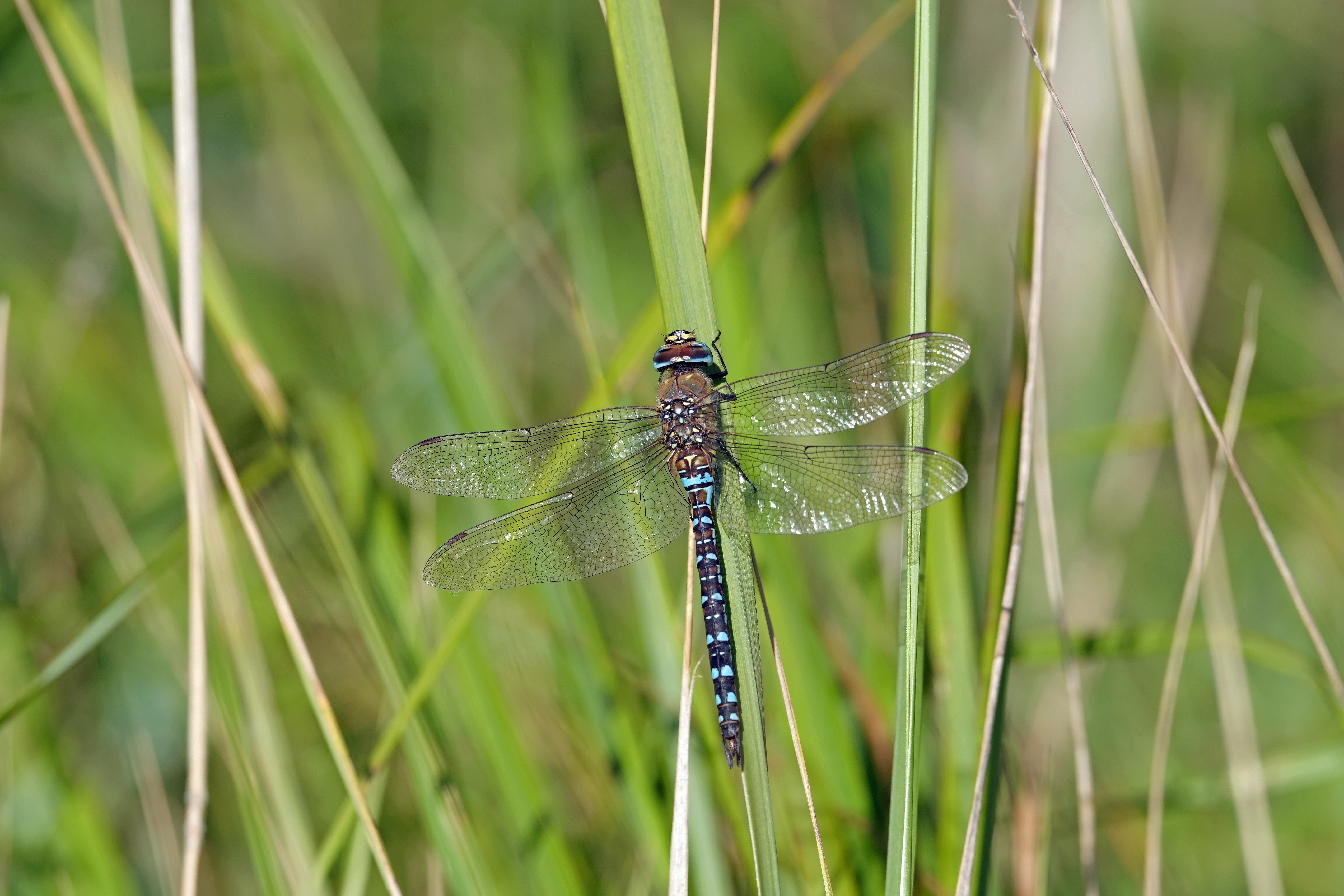 Hawker Dragonfly, Wells-next-the-sea, Norfolk, UK — photo by Jim Bennett