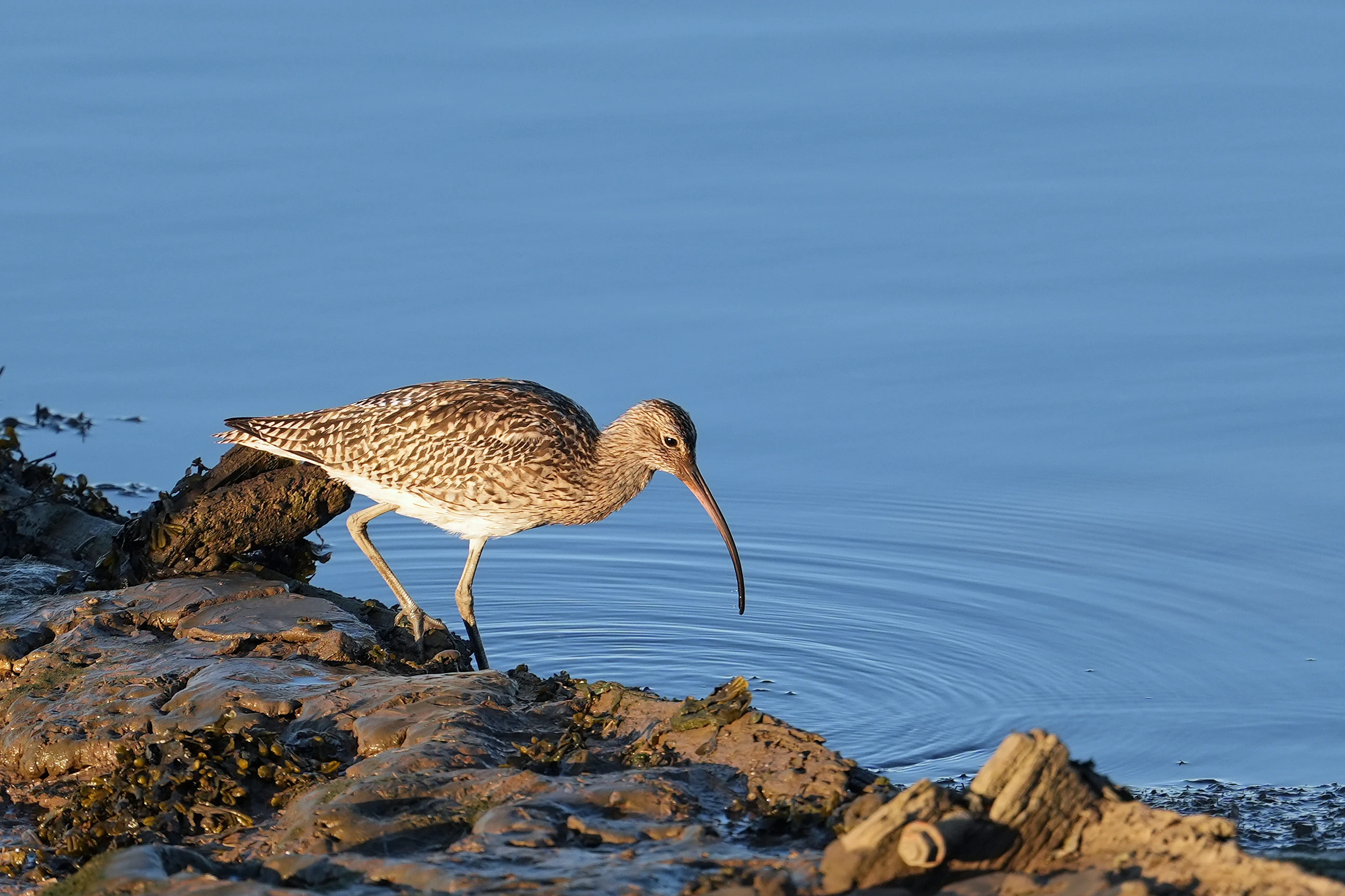 Curlew, Wells-next-the-sea, Norfolk, UK — photo by Jim Bennett