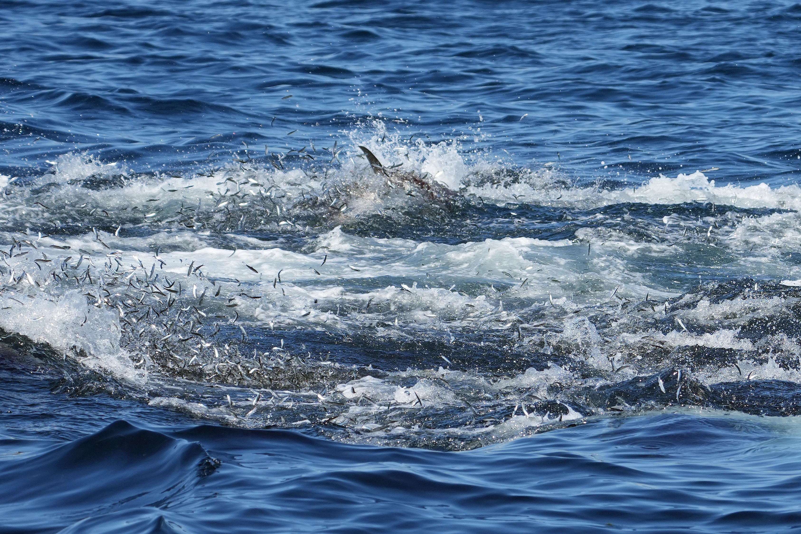 Bluefin Tuna hunting, Falmouth Bay, Cornwall, UK — photo by Jim Bennett