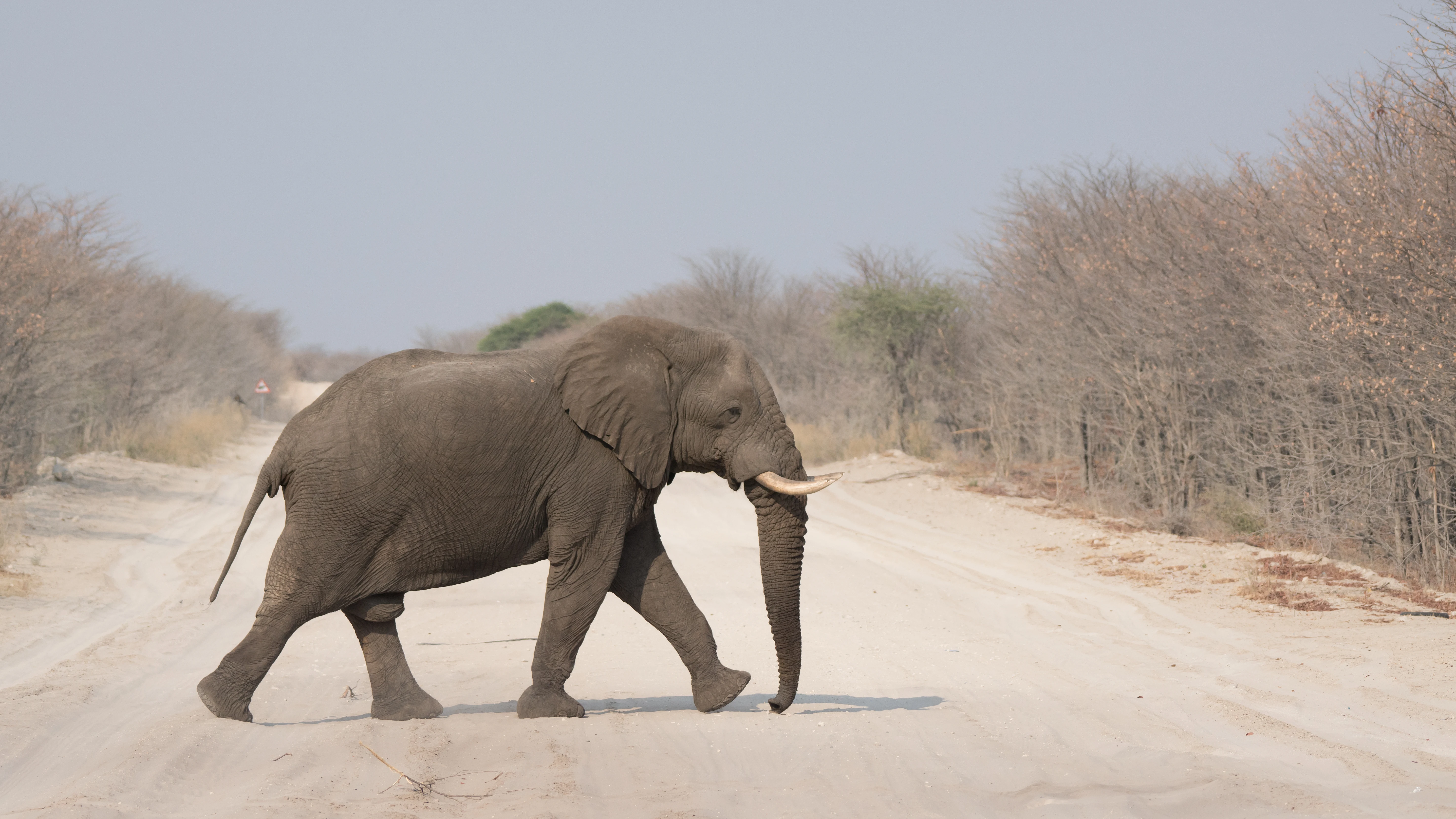 African Elephant, Maun to Khwai road, Botswana — photo by Jim Bennett
