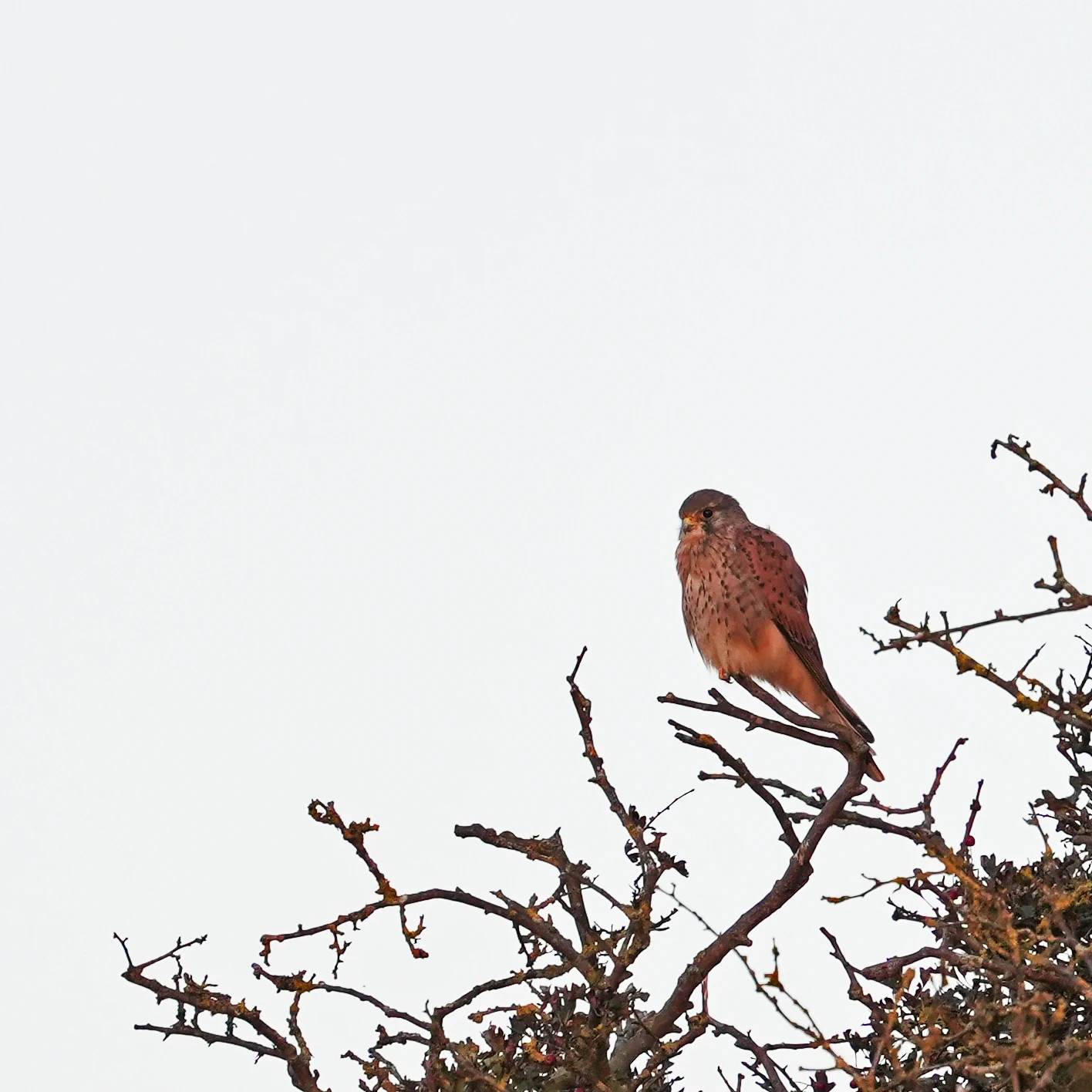 Kestrel, Warham Greens, Norfolk, UK — photo by Jim Bennett