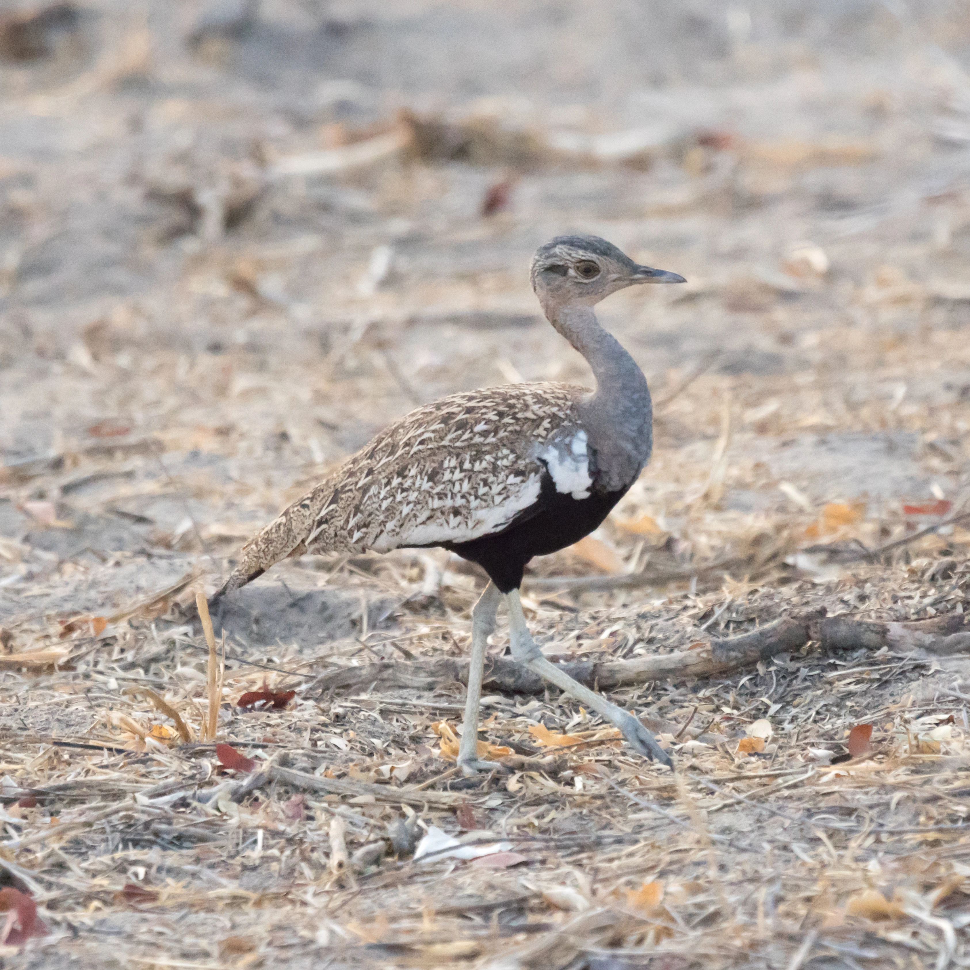 male Red-crested Korhaan, Maun to Khwai road, Botswana — photo by Jim Bennett