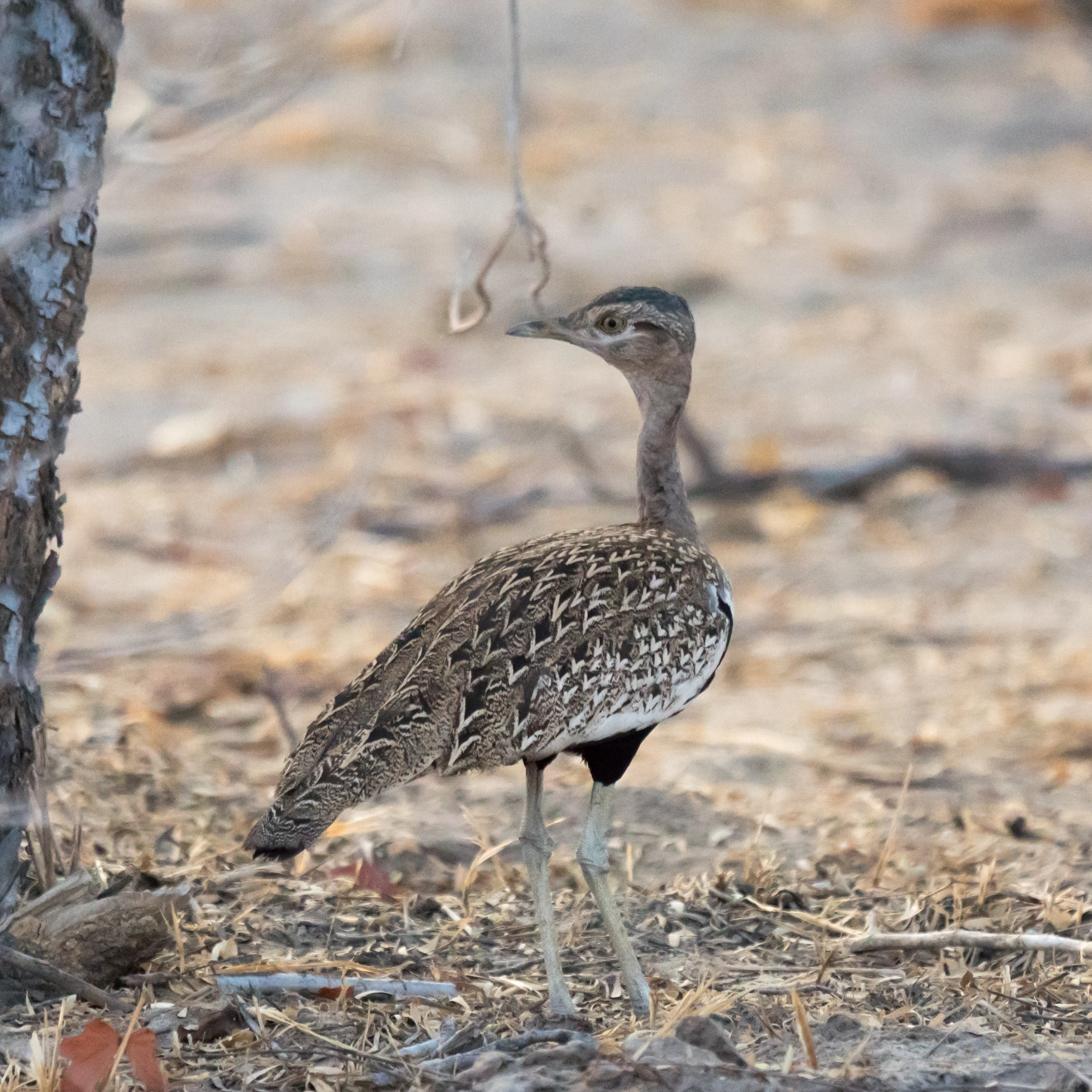 male Red-crested Korhaan, Maun to Khwai road, Botswana — photo by Jim Bennett