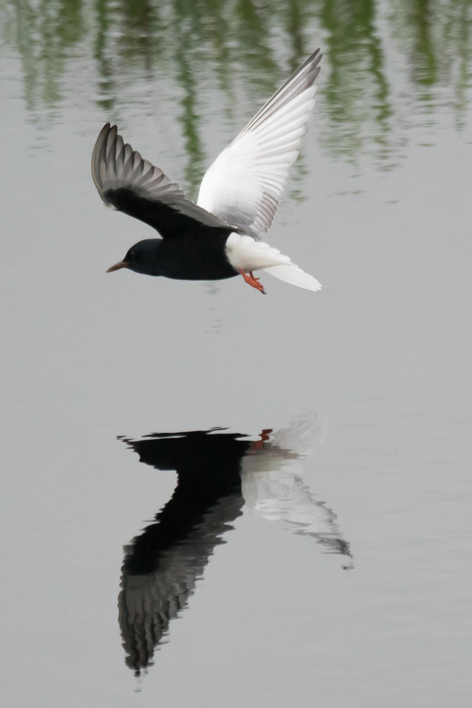 White-winged Tern, near Goniadz, Poland — photo by Jim Bennett