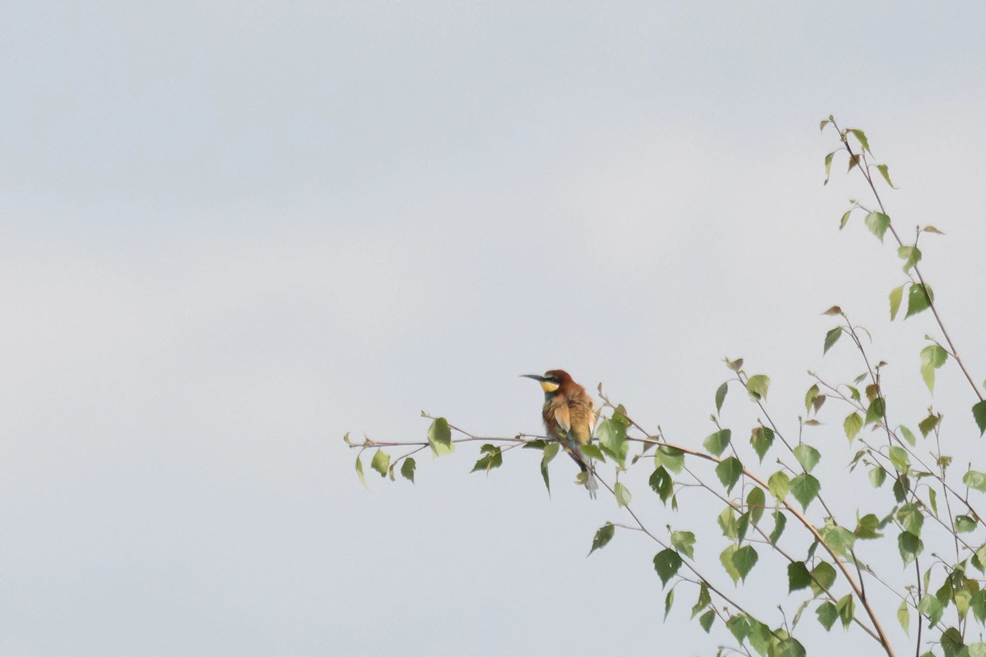 European Bee-eater, near Tykocin, Poland — photo by Jim Bennett