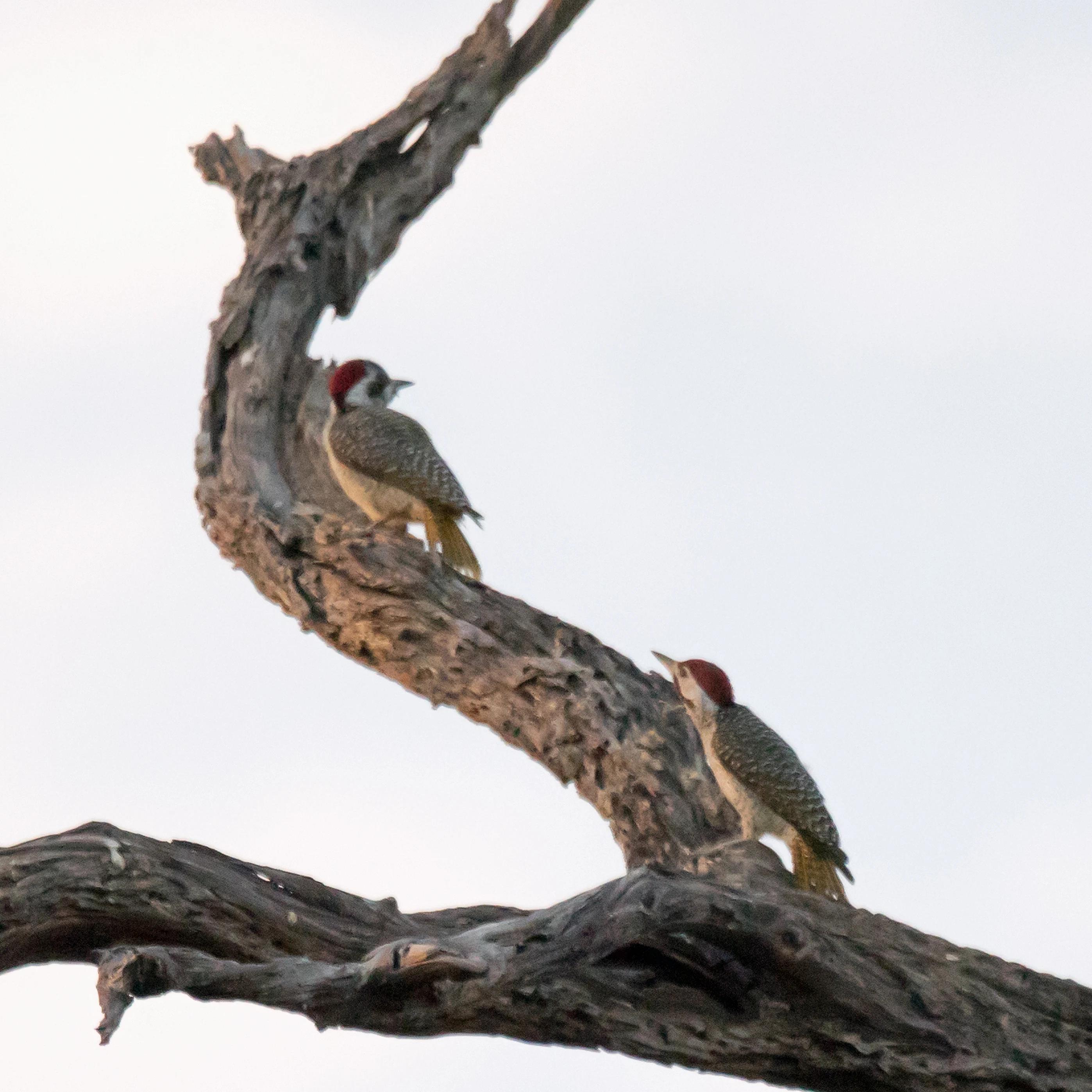 Bearded Woodpeckers, near Khwai, Botswana — photo by Jim Bennett