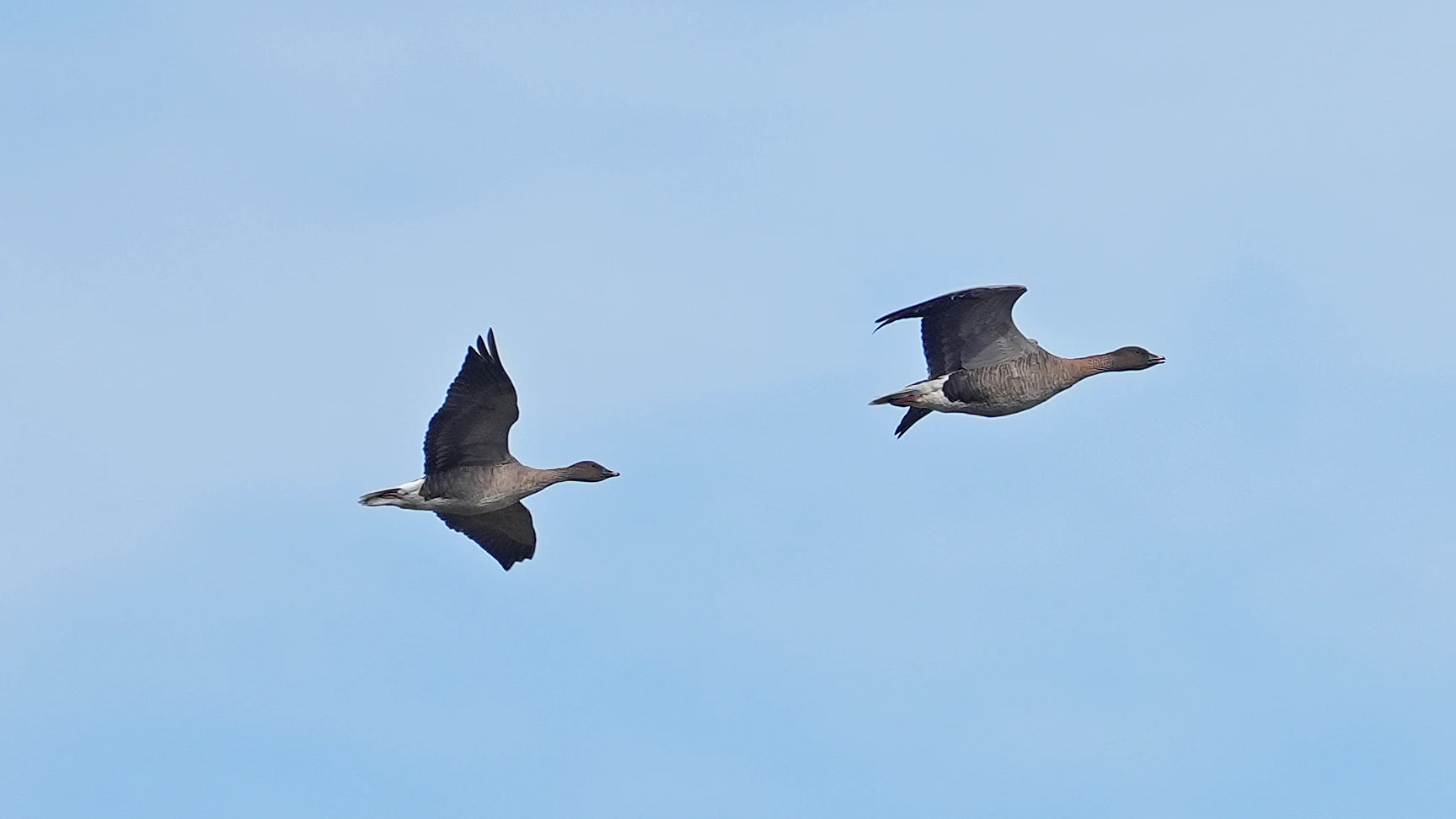 Pink-footed Geese, NWT Cley, Norfolk, UK — photo by Jim Bennett