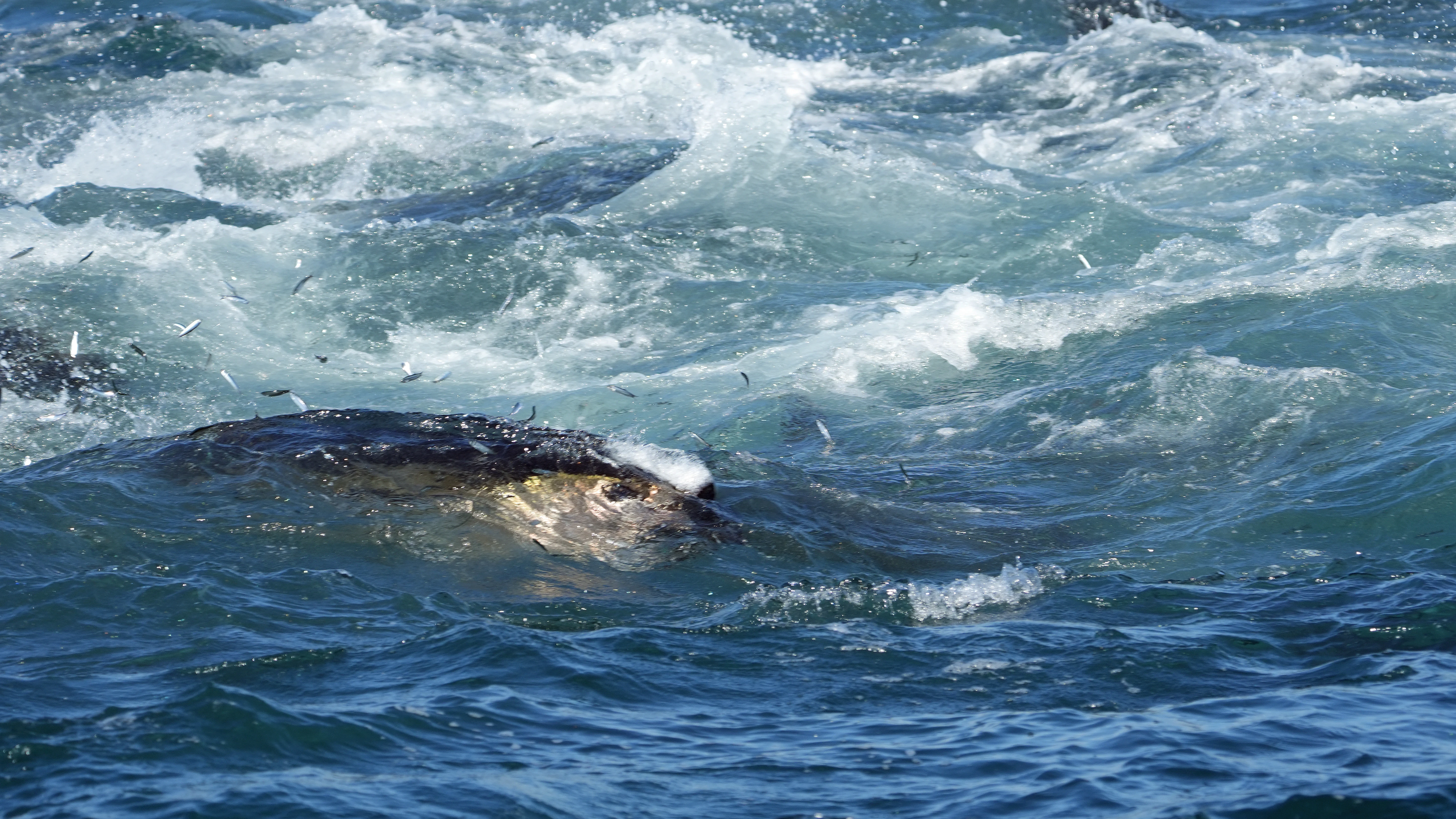 Bluefin Tuna hunting, Falmouth Bay, Cornwall, UK — photo by Jim Bennett