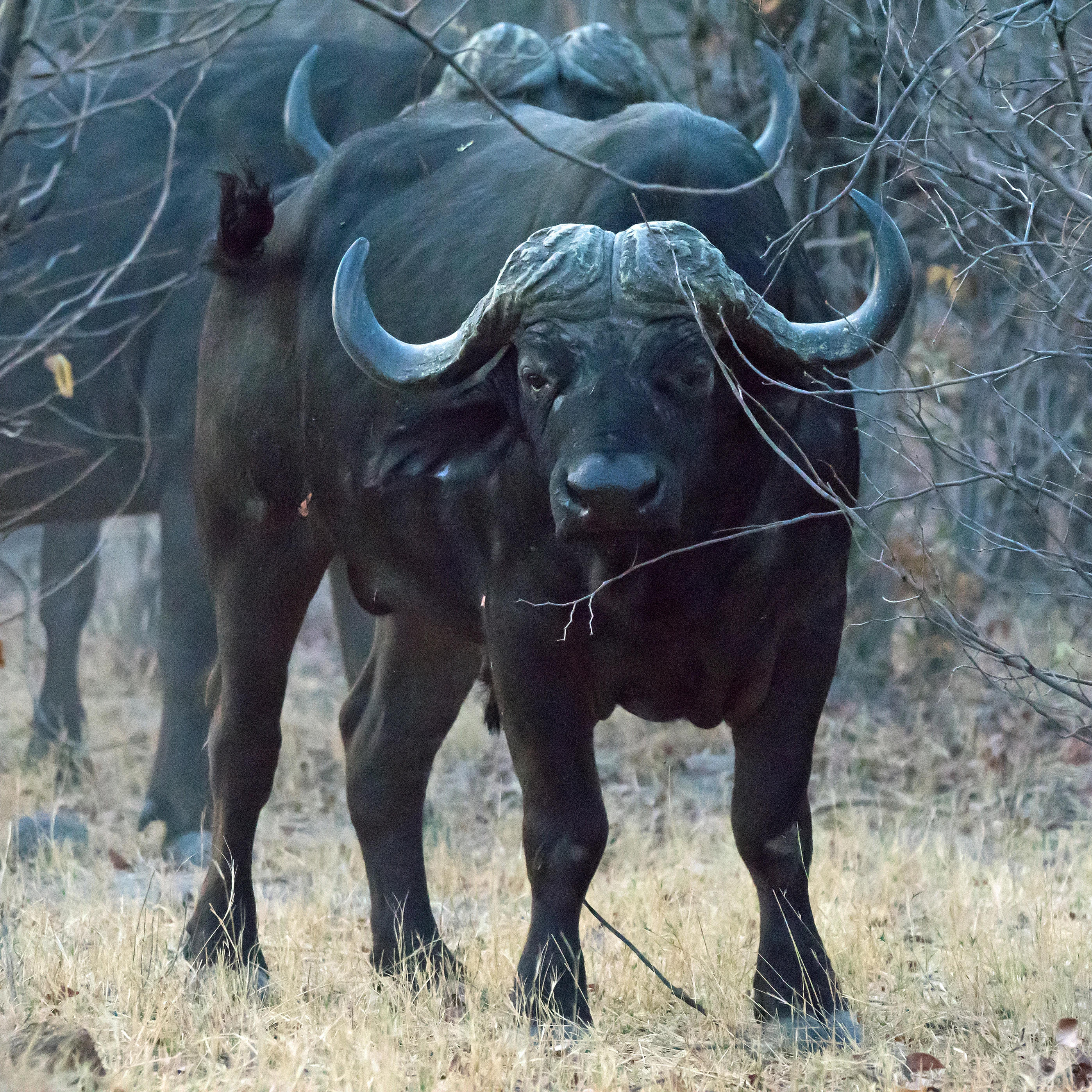 Cape Buffalo, near Khwai, Botswana — photo by Jim Bennett