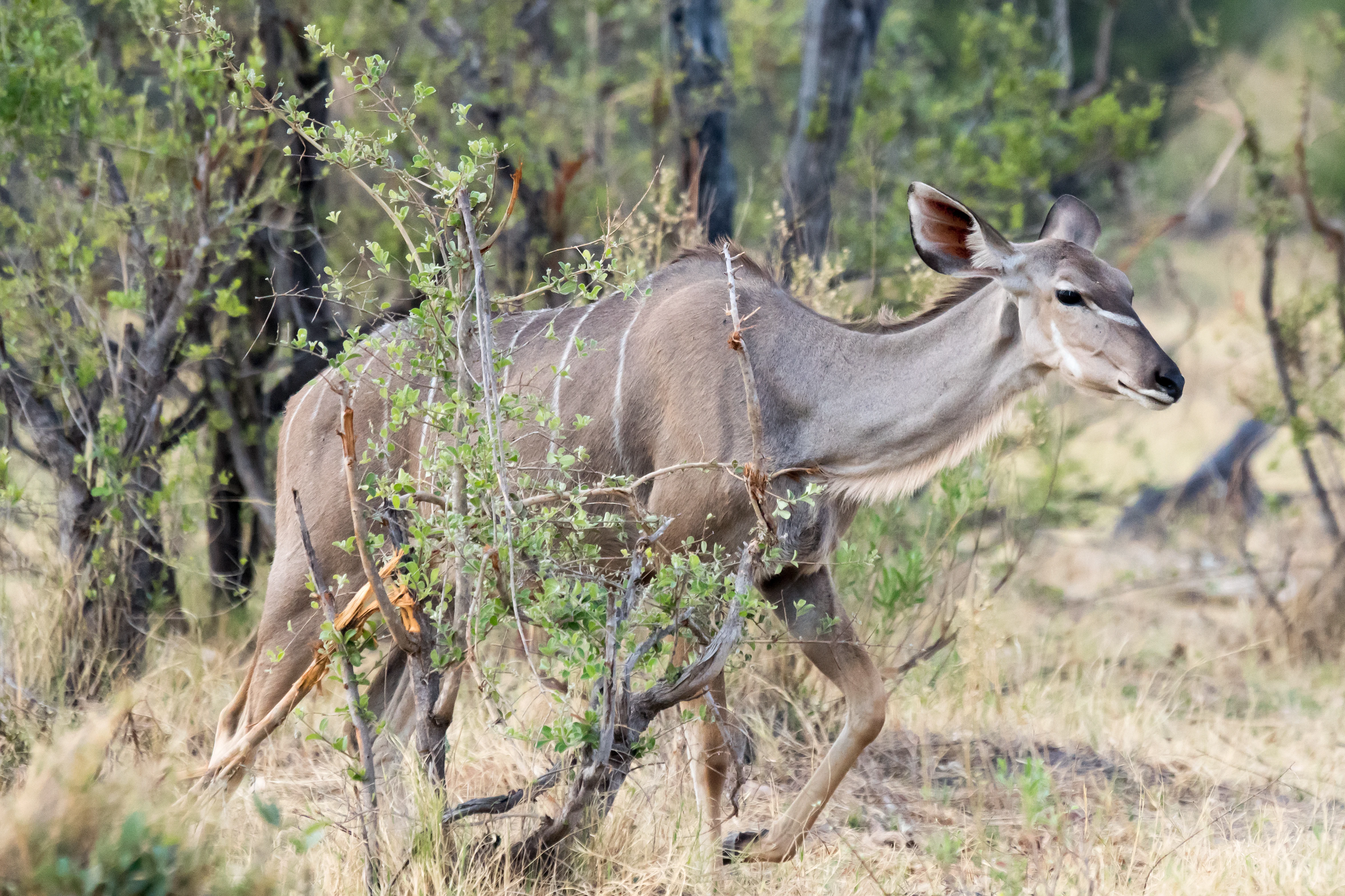female Kudu, near Khwai, Botswana — photo by Jim Bennett