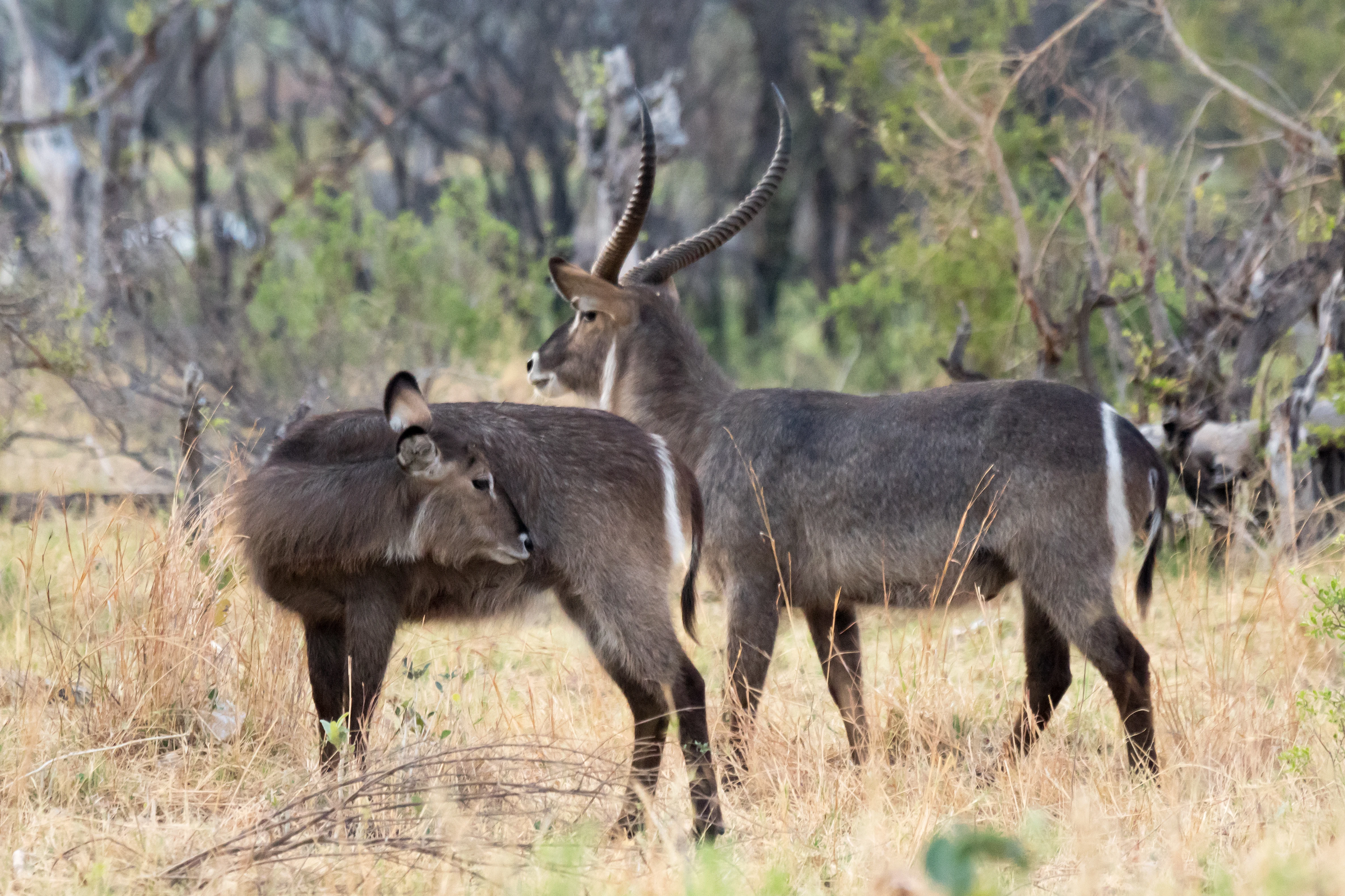 Common Waterbuck, near Khwai, Botswana — photo by Jim Bennett