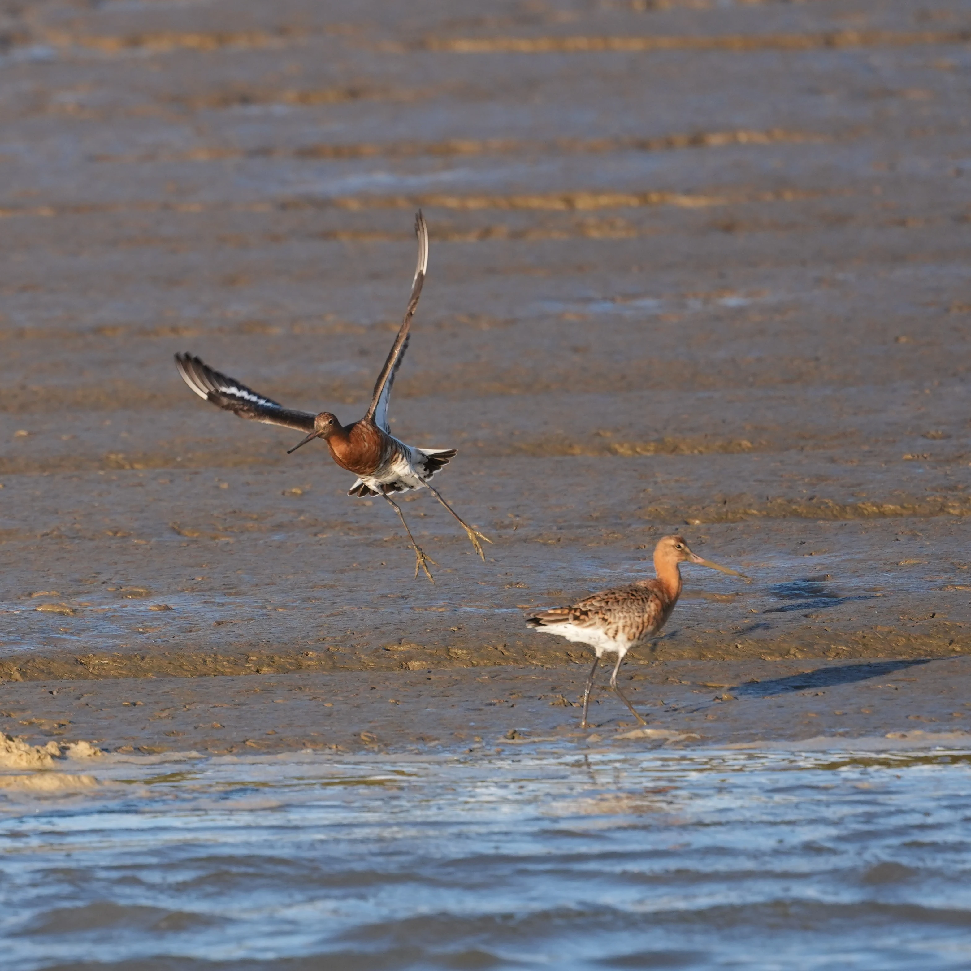 DSC01535, Blackwater River, Essex, UK — photo by Jim Bennett