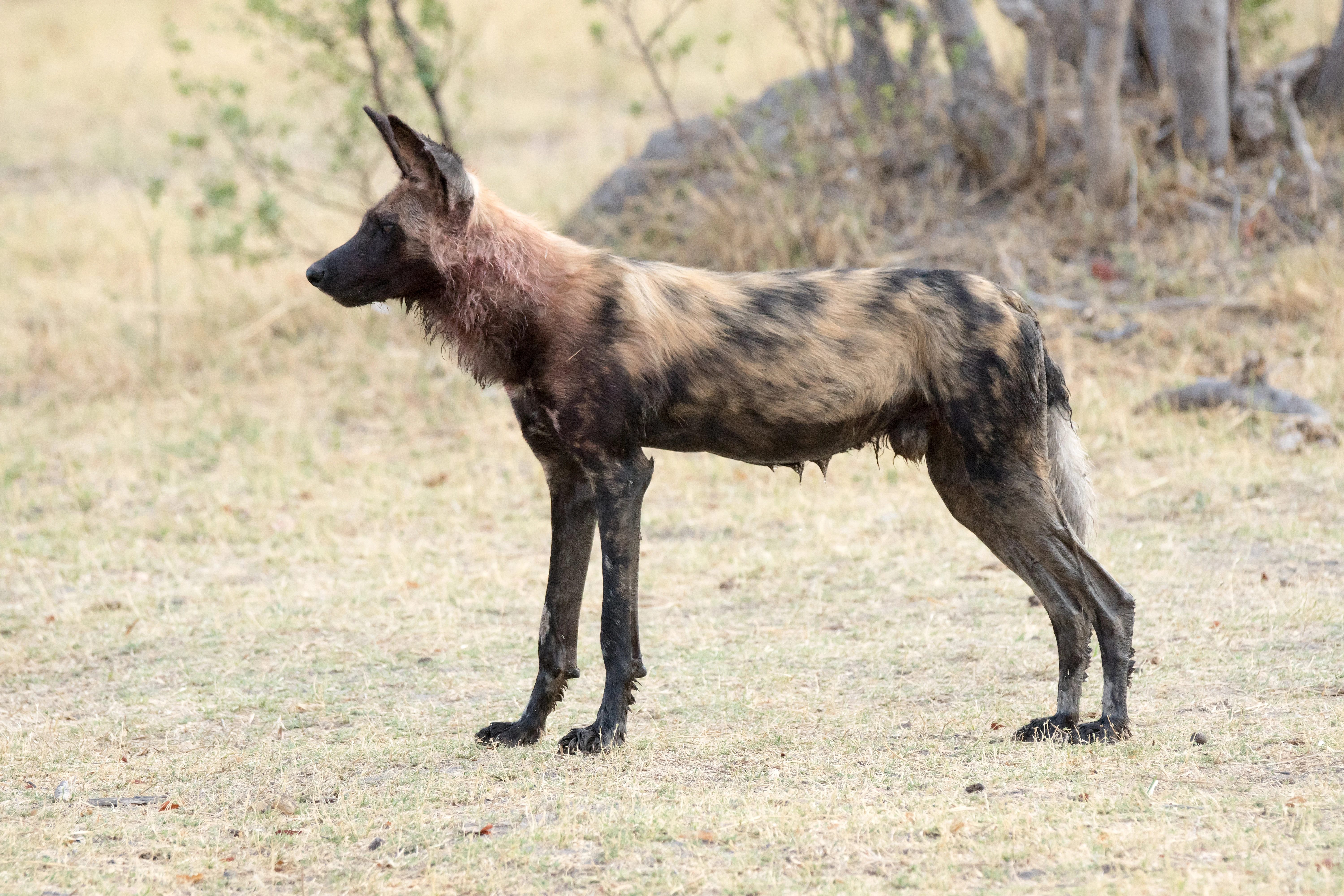 African Wild Dog, near Khwai, Botswana — photo by Jim Bennett