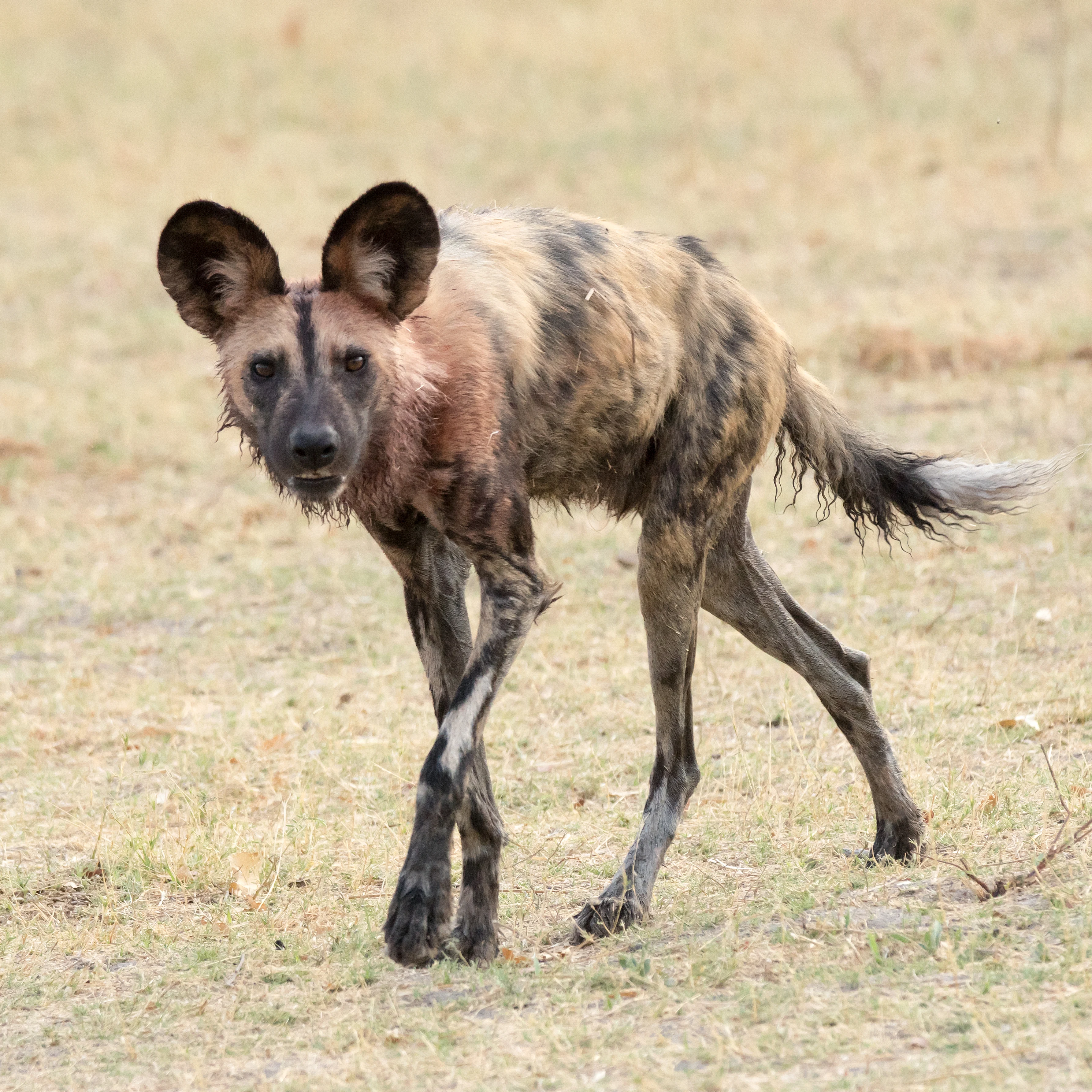 African Wild Dog, near Khwai, Botswana — photo by Jim Bennett