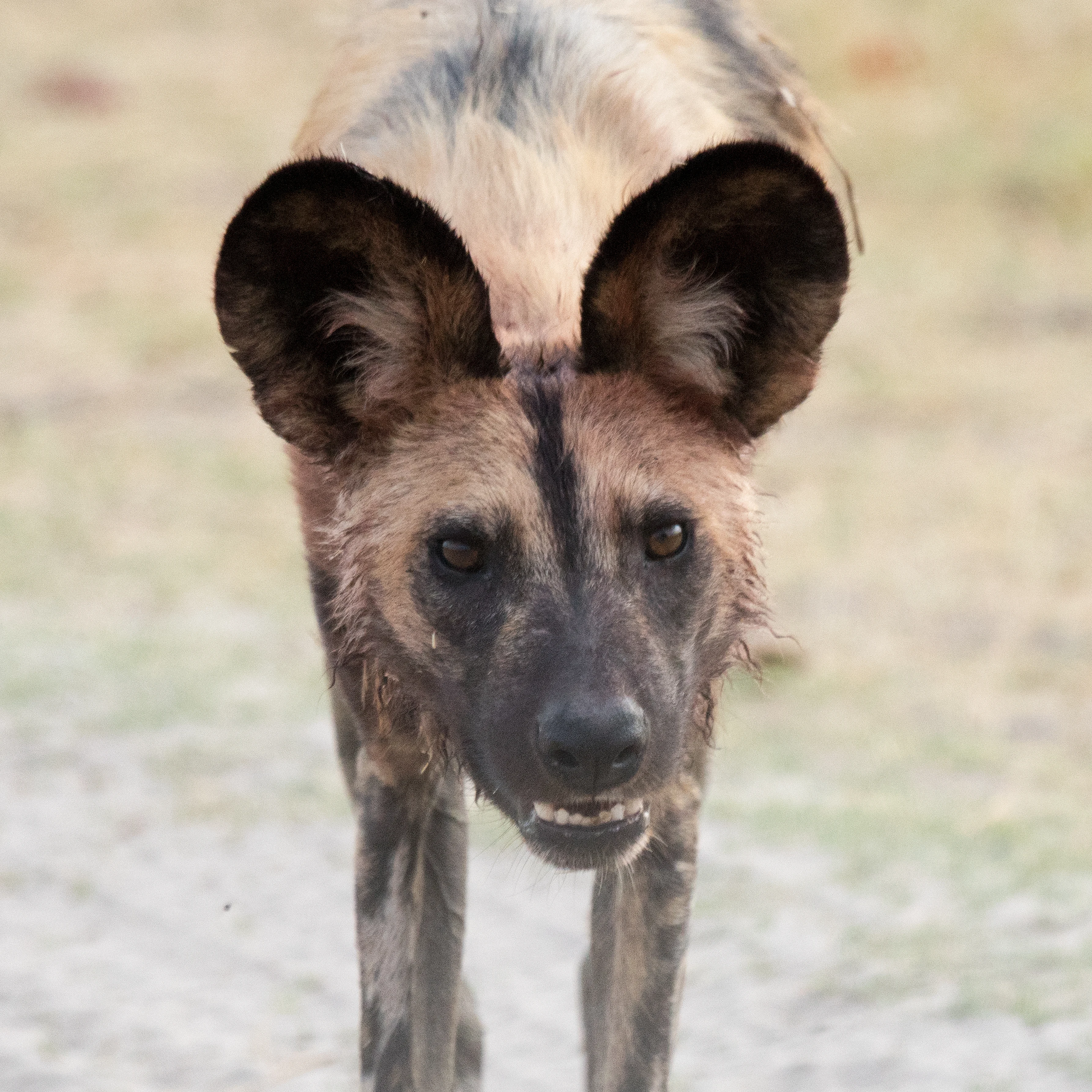 African Wild Dog, near Khwai, Botswana — photo by Jim Bennett