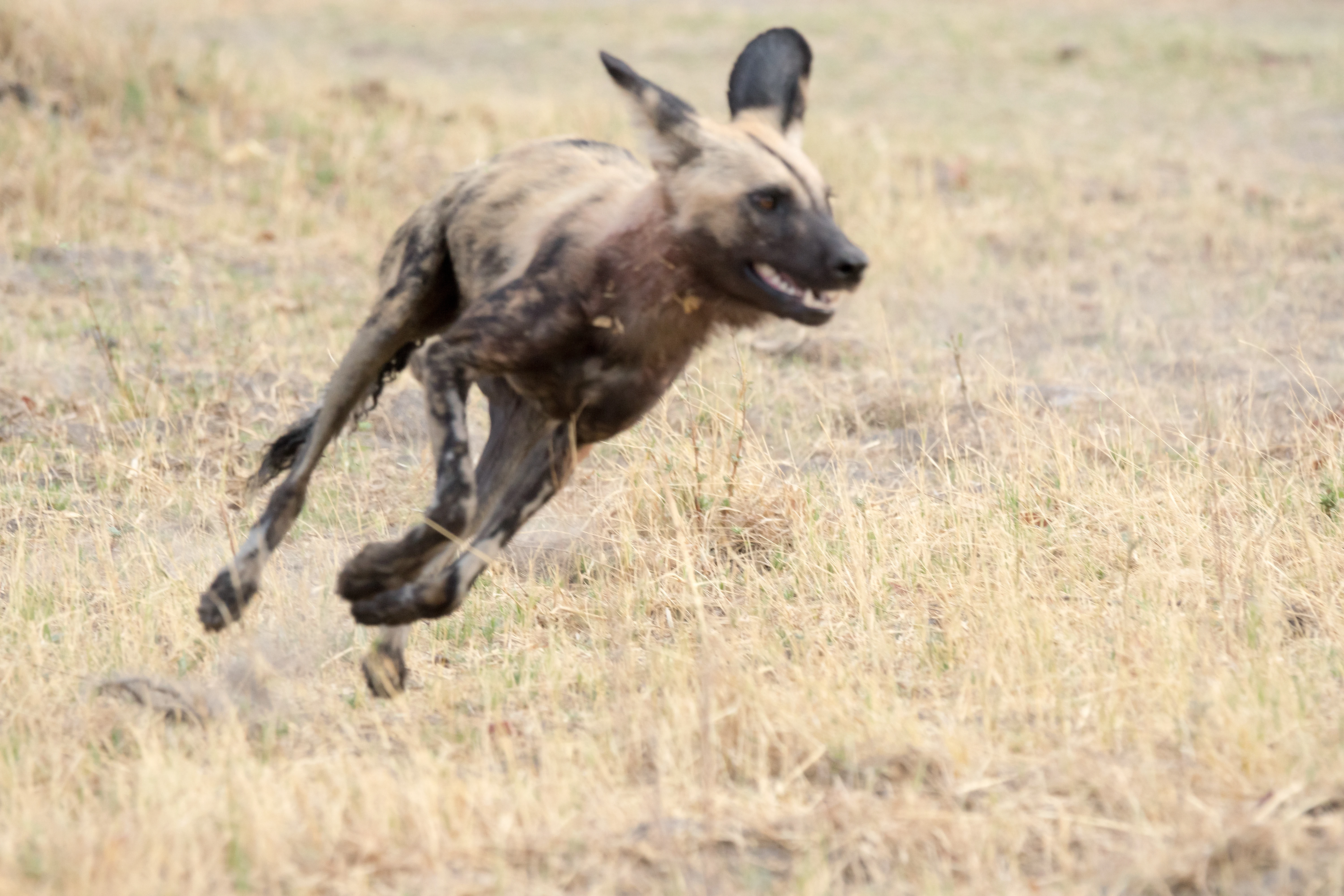African Wild Dog, near Khwai, Botswana — photo by Jim Bennett