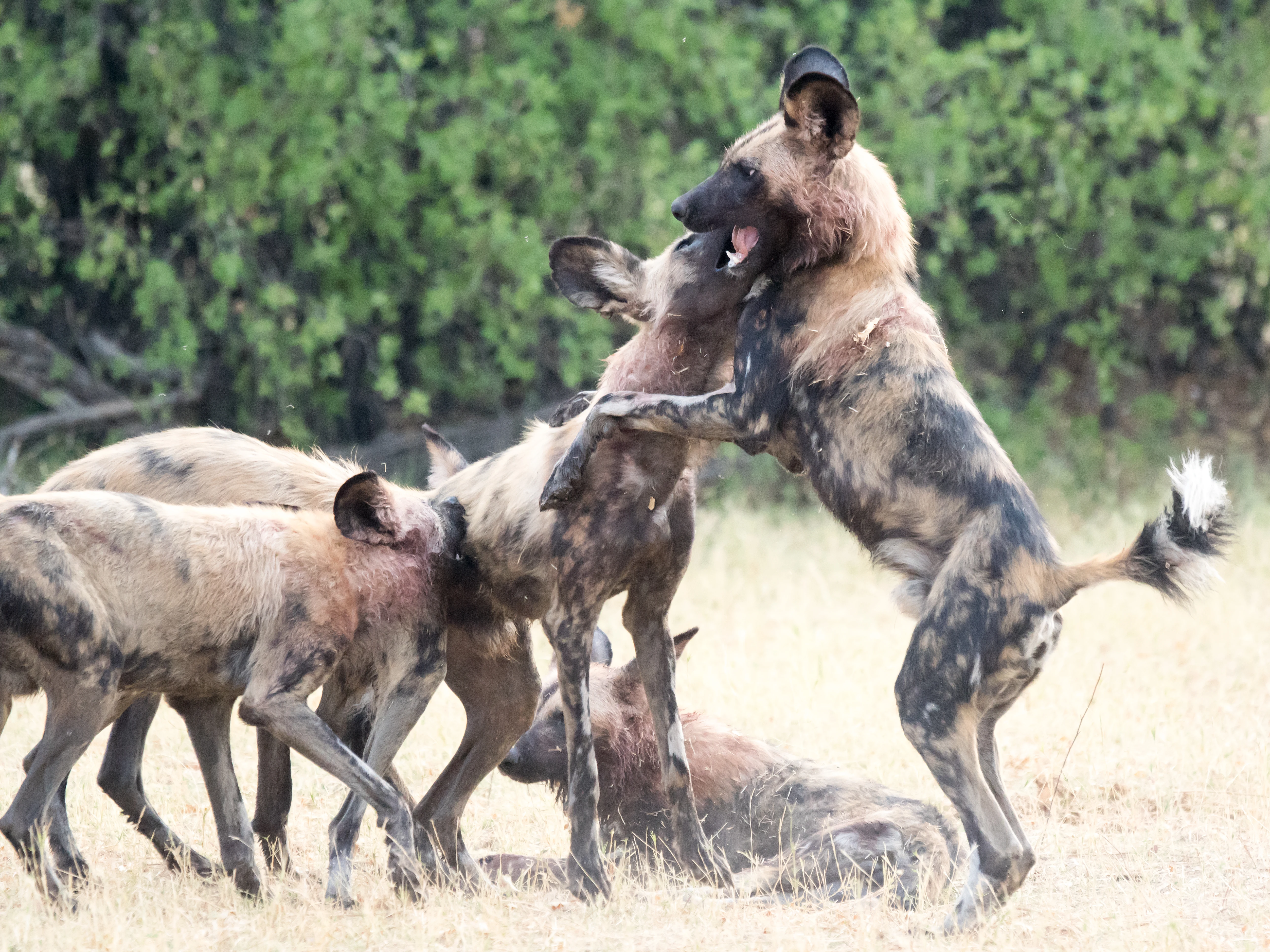 African Wild Dog, near Khwai, Botswana — photo by Jim Bennett