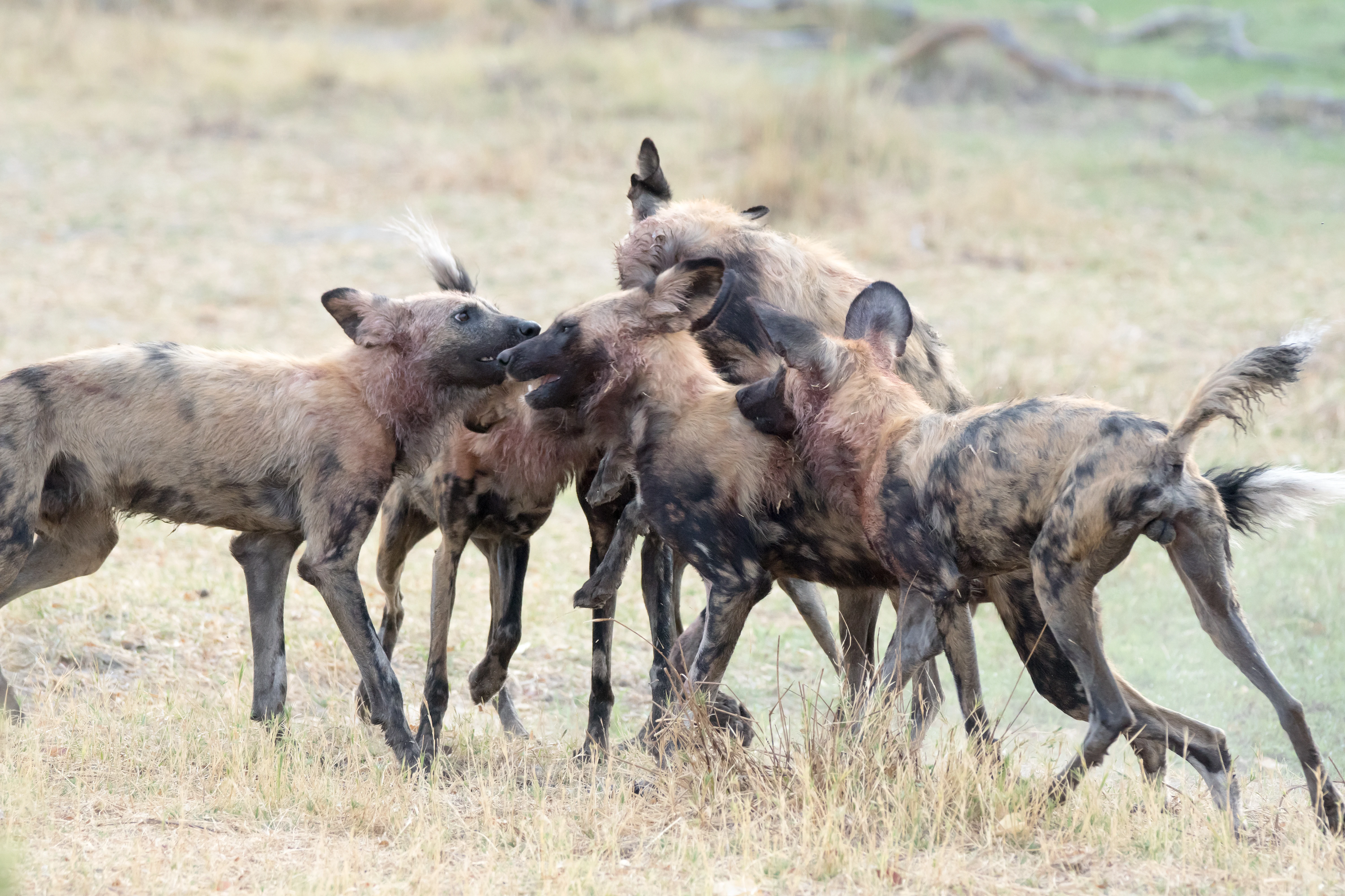 African Wild Dog, near Khwai, Botswana — photo by Jim Bennett