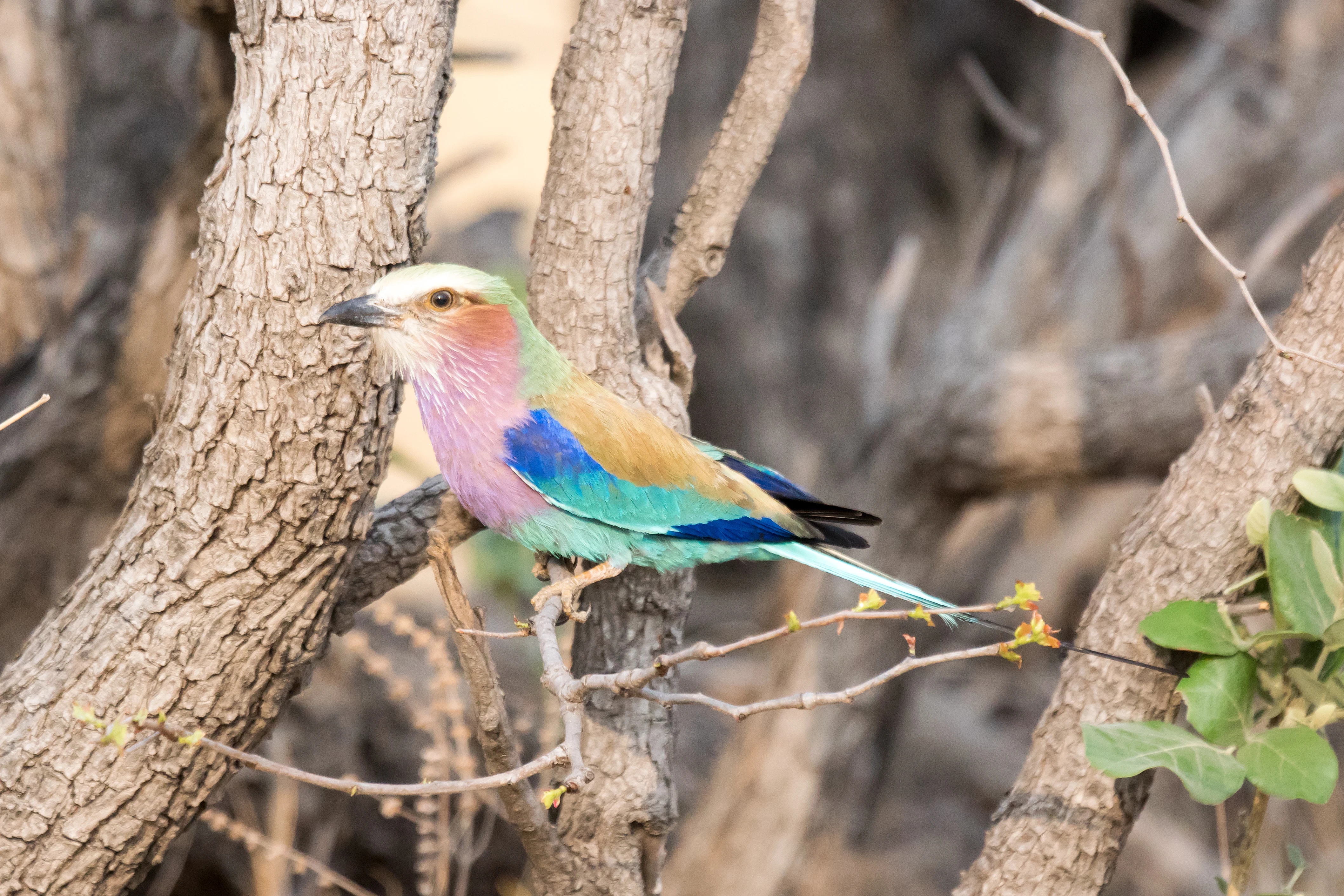 Lilac-breasted Roller, near Khwai, Botswana — photo by Jim Bennett