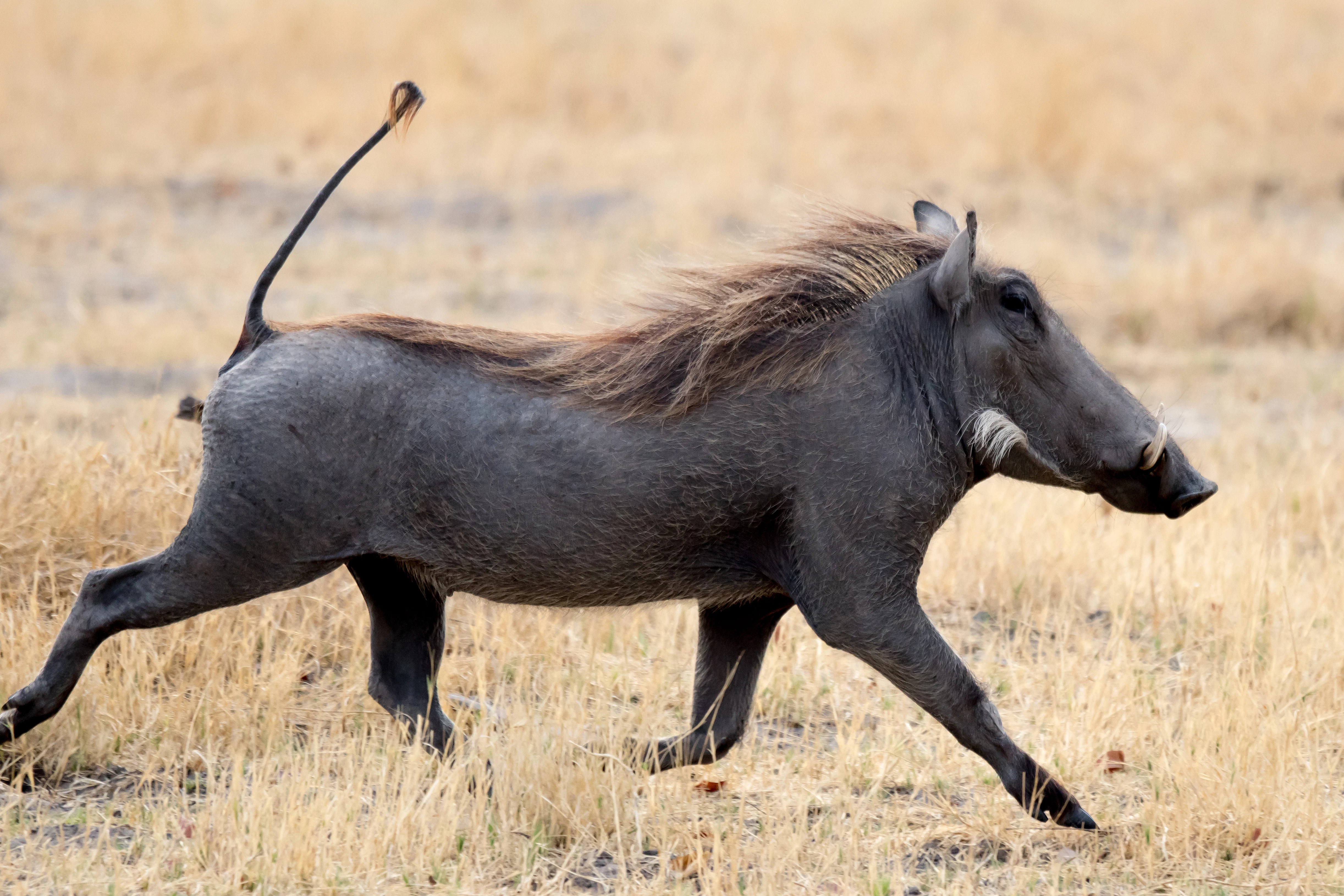 Warthog, near Khwai, Botswana — photo by Jim Bennett