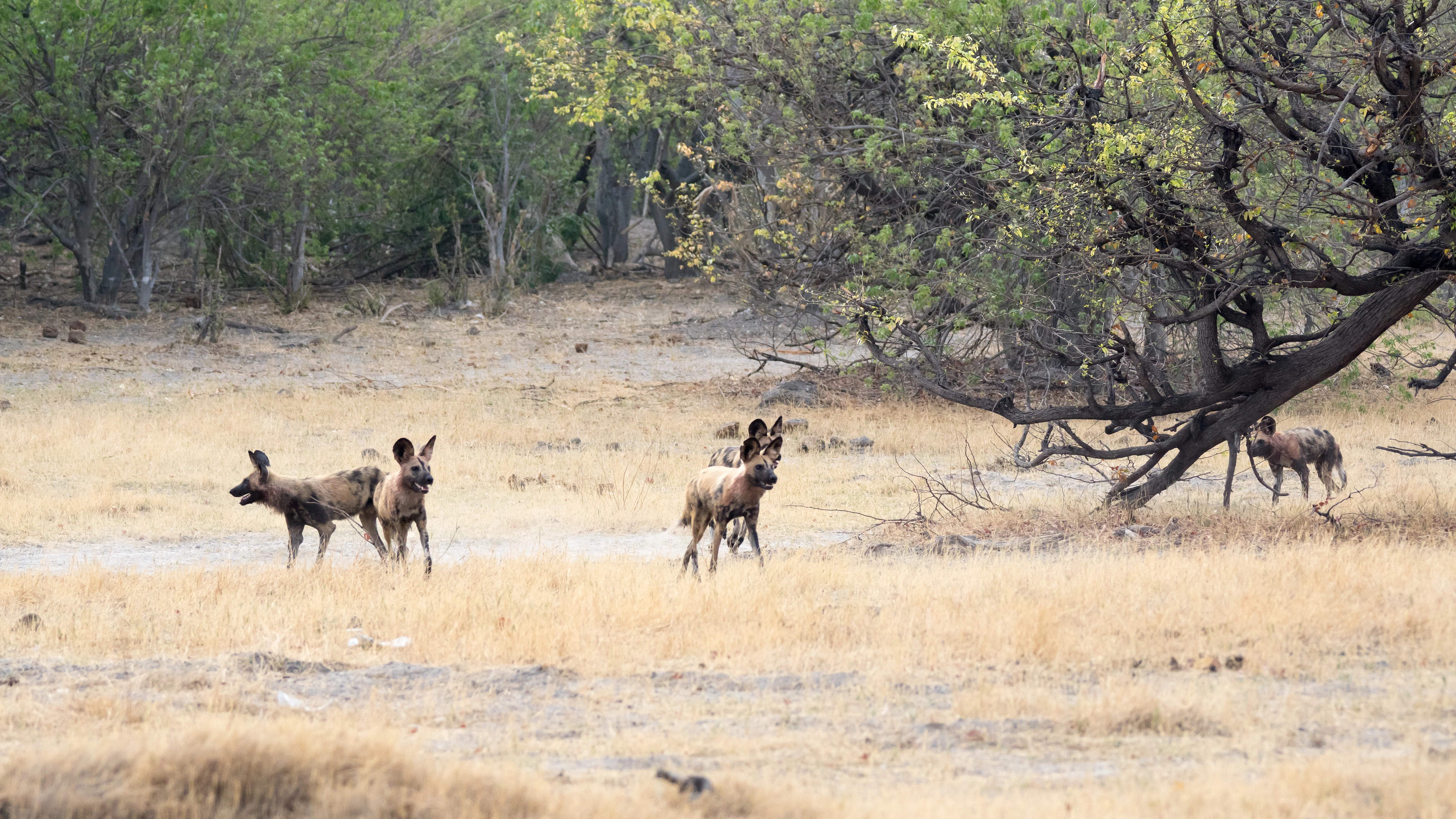 African Wild Dog, near Khwai, Botswana — photo by Jim Bennett