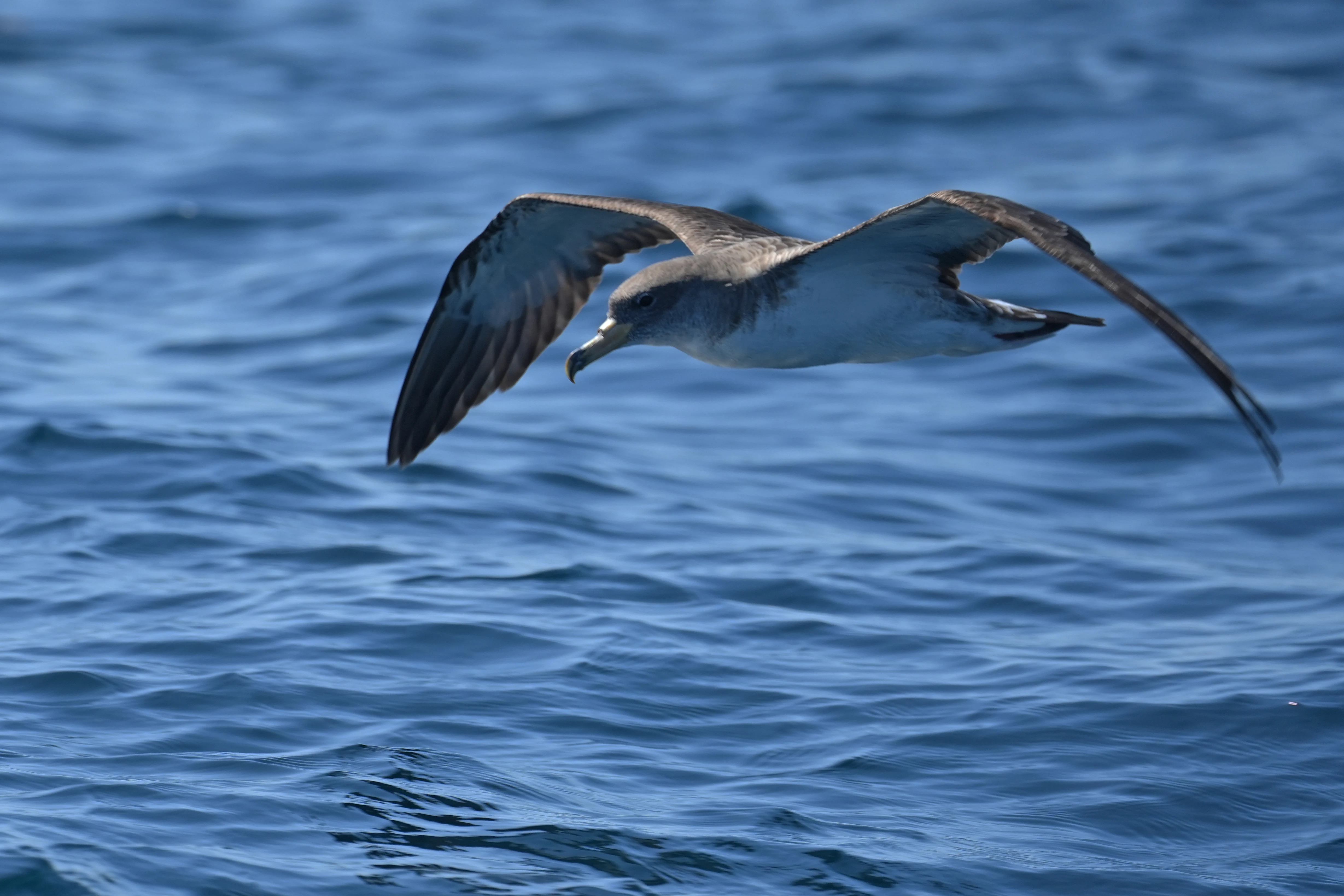 Cory's Shearwater, Falmouth Bay, Cornwall, UK — photo by Jim Bennett