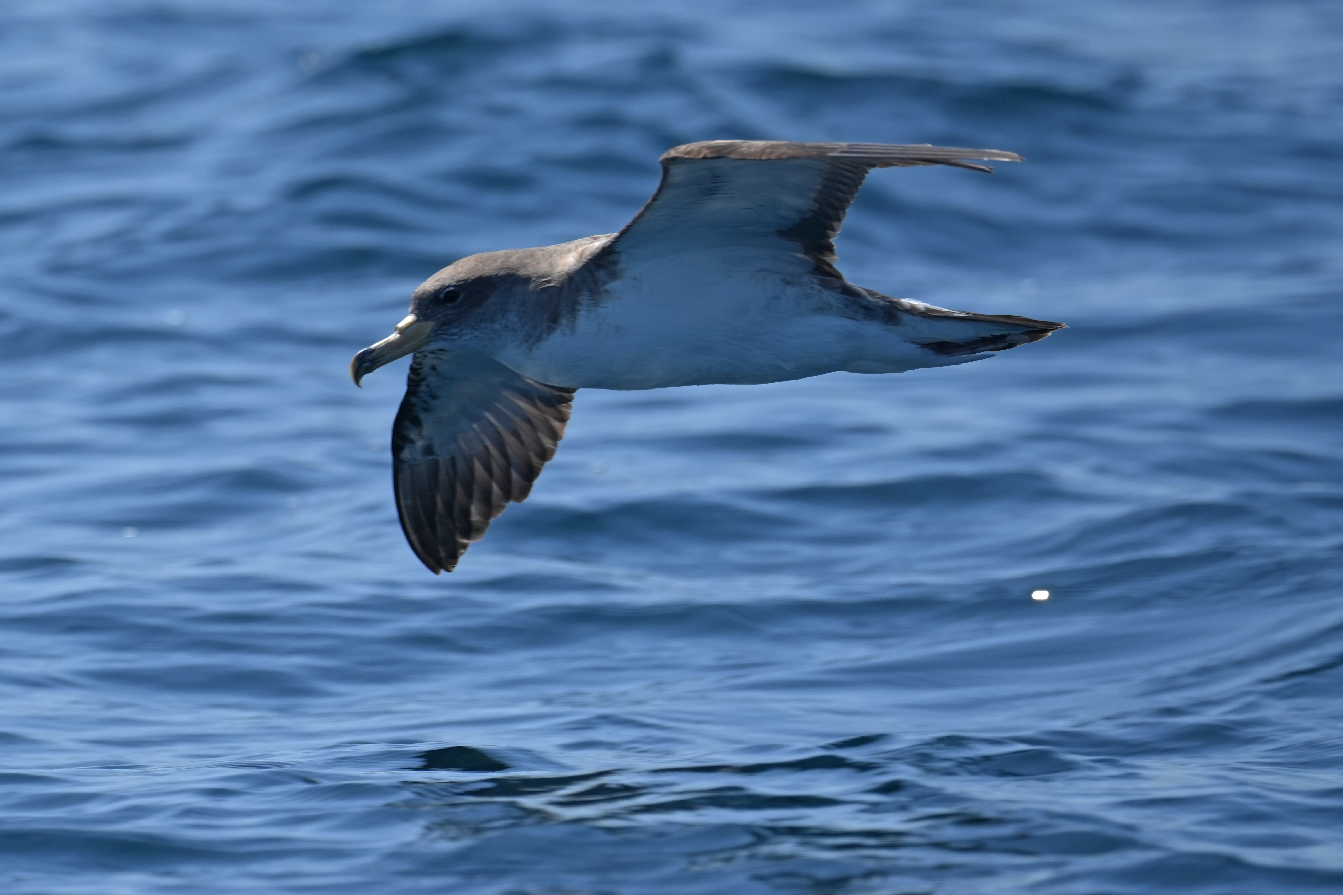 Cory's Shearwater, Falmouth Bay, Cornwall, UK — photo by Jim Bennett