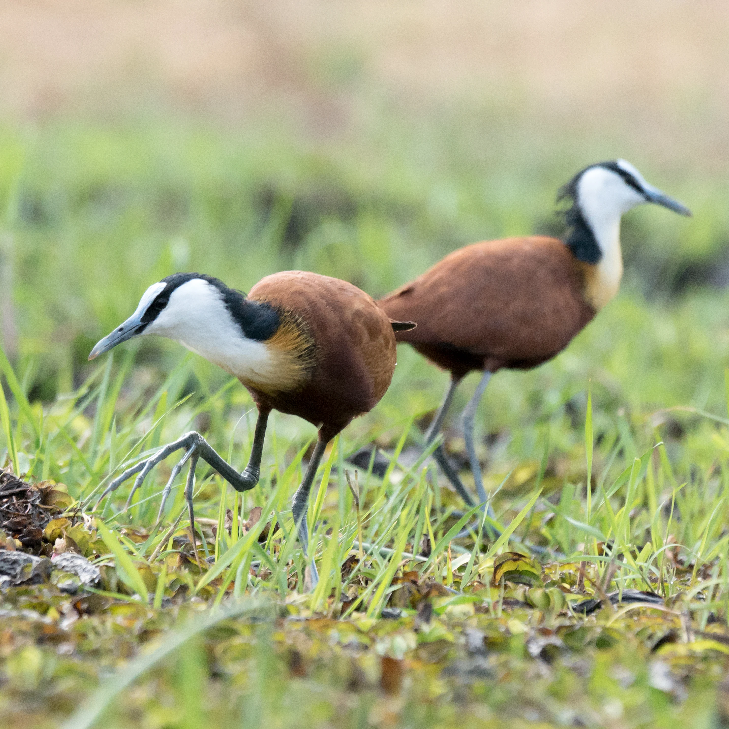 African Jacana, near Khwai, Botswana — photo by Jim Bennett