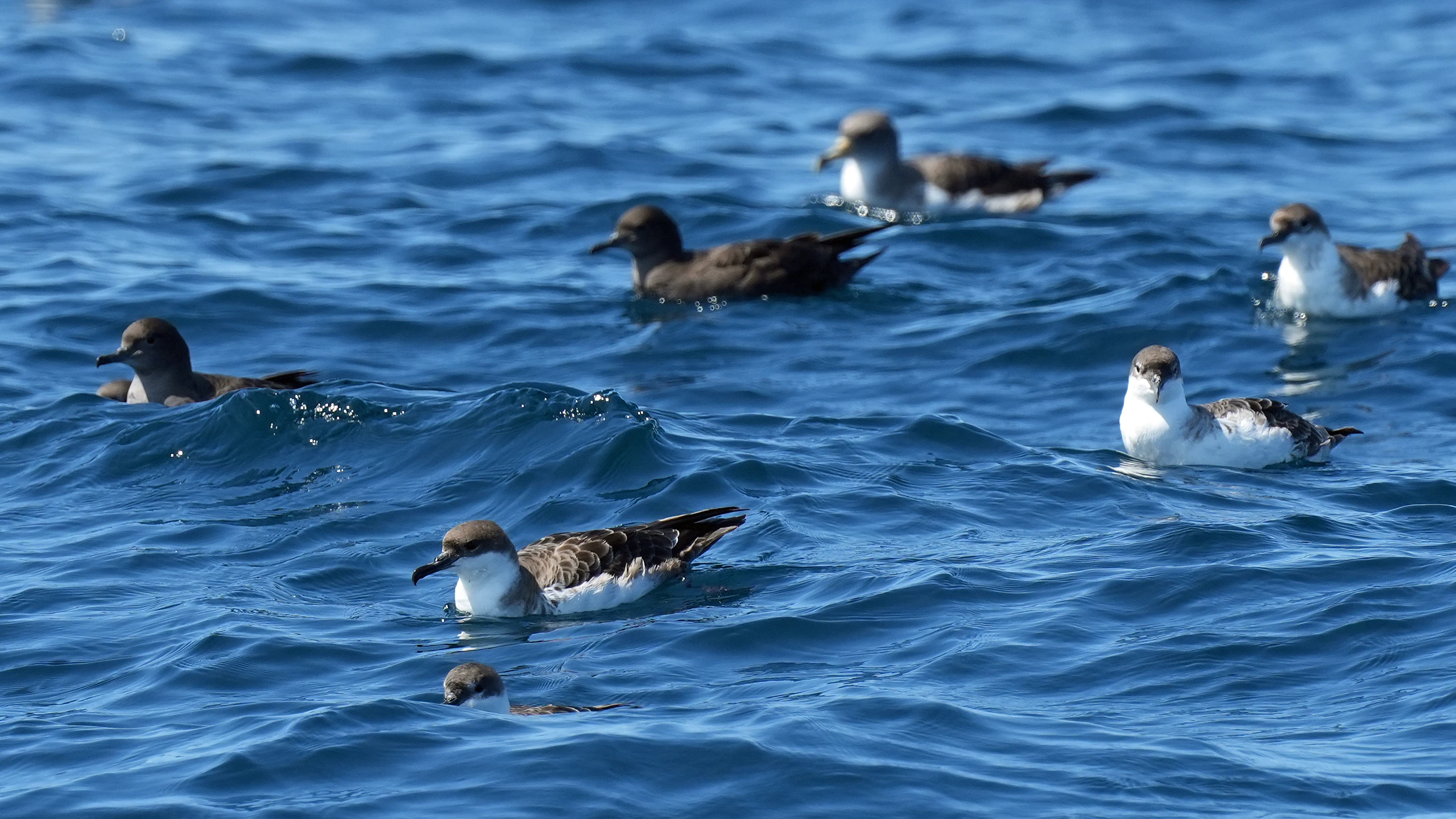 Great Shearwater, Sooty Shearwater & Cory's Shearwater, Falmouth Bay, Cornwall, UK — photo by Jim Bennett