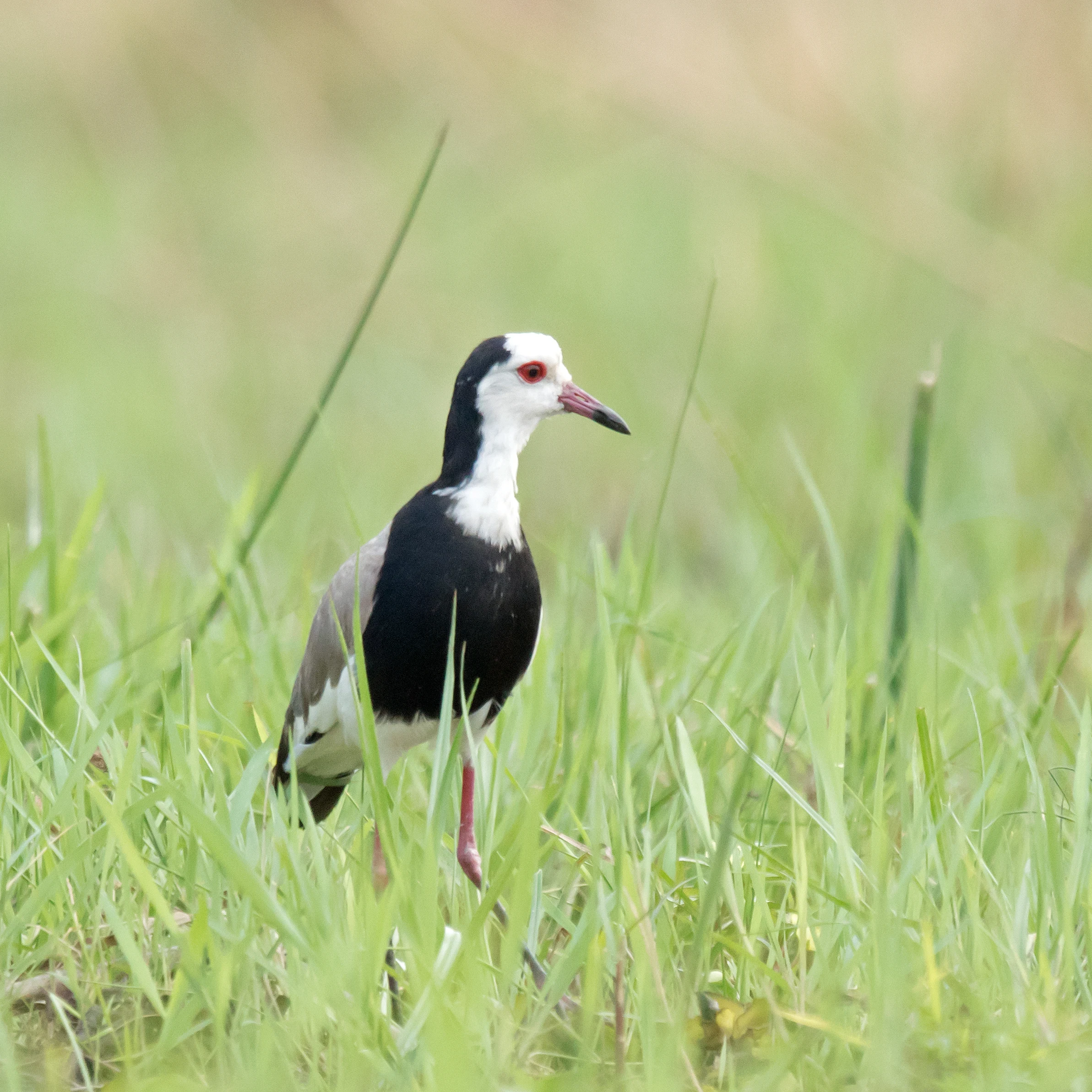 Long-toed Lapwing, near Khwai, Botswana — photo by Jim Bennett