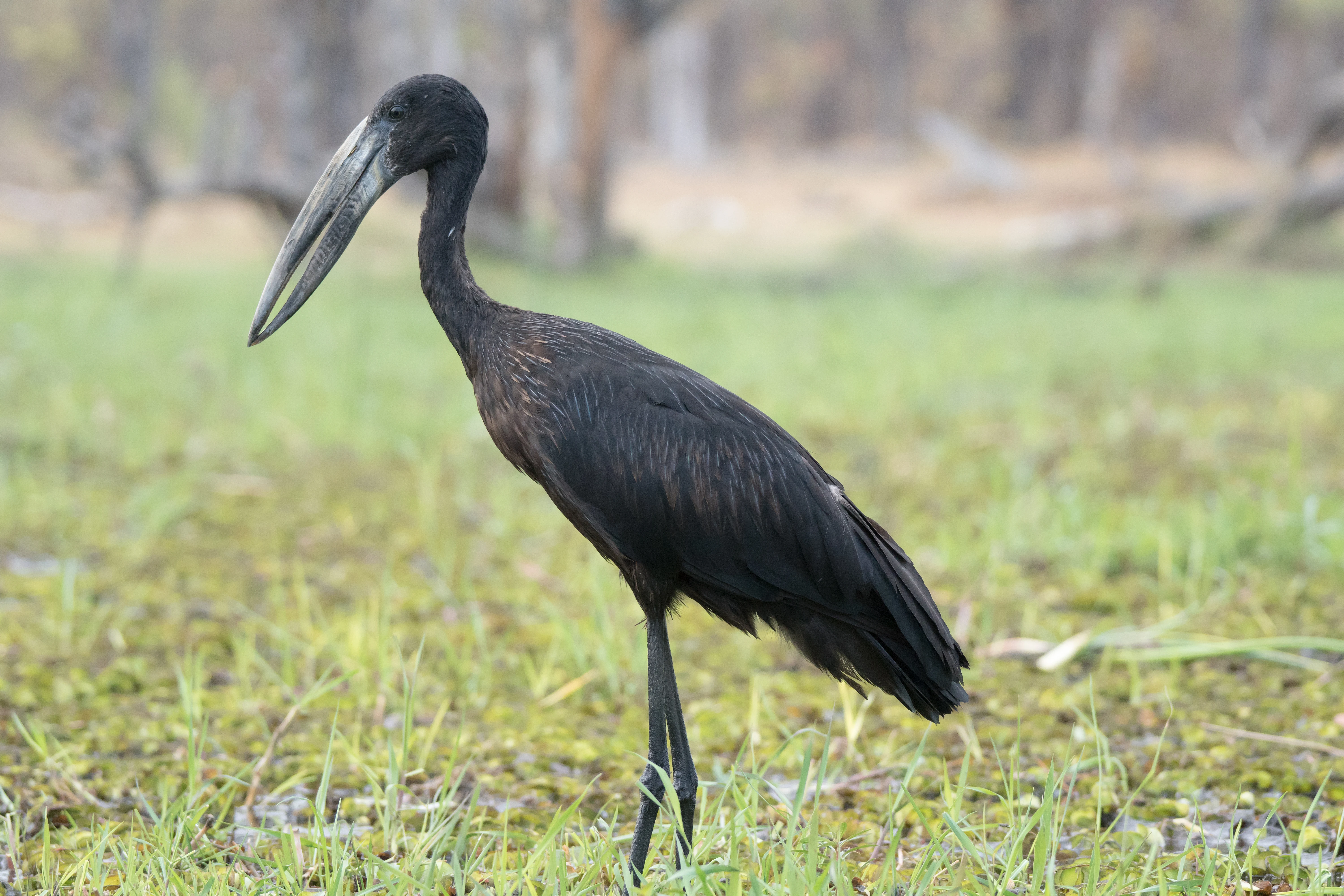 African Openbill, near Khwai, Botswana — photo by Jim Bennett