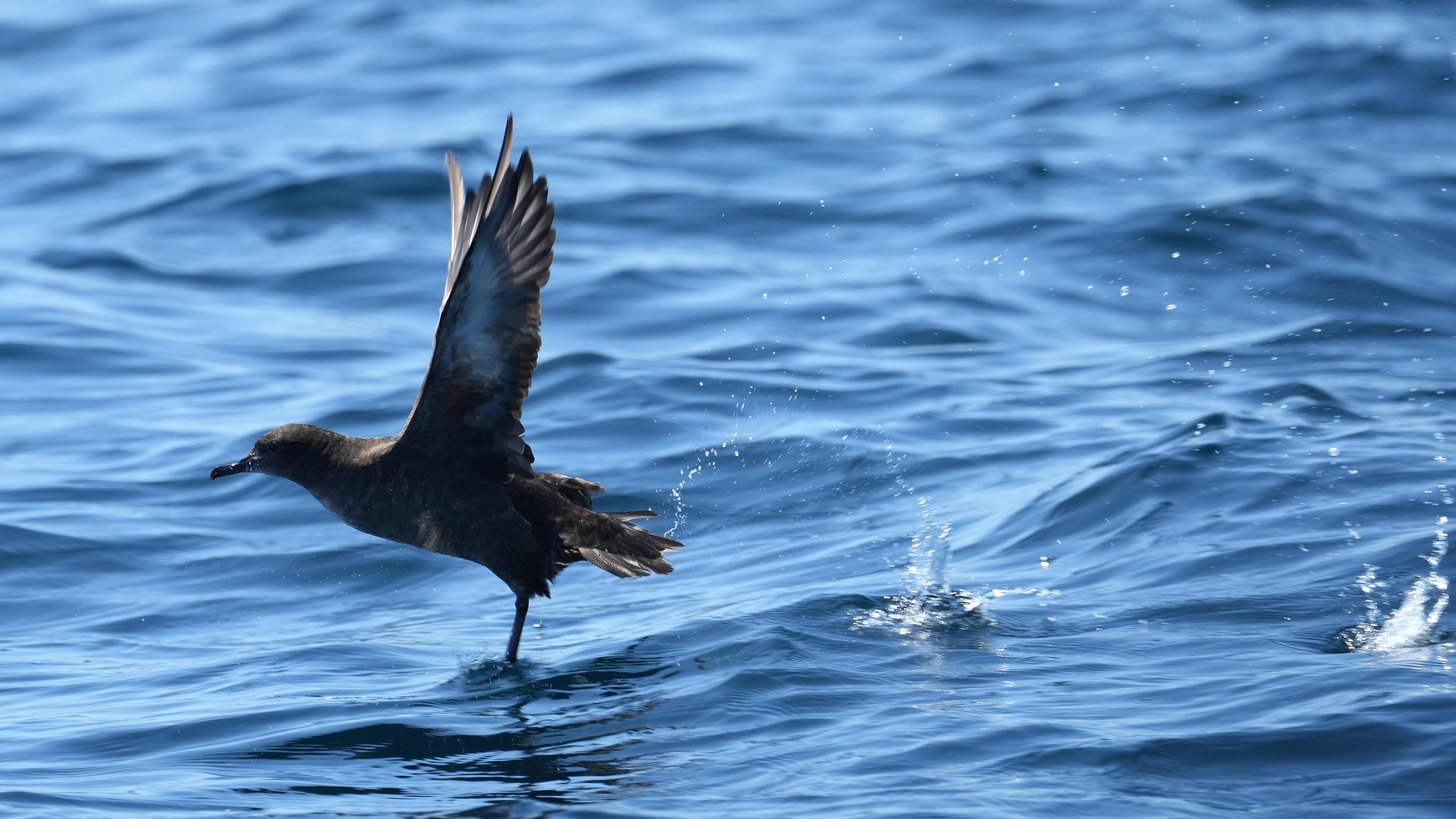 Sooty Shearwarer, Falmouth Bay, Cornwall, UK — photo by Jim Bennett