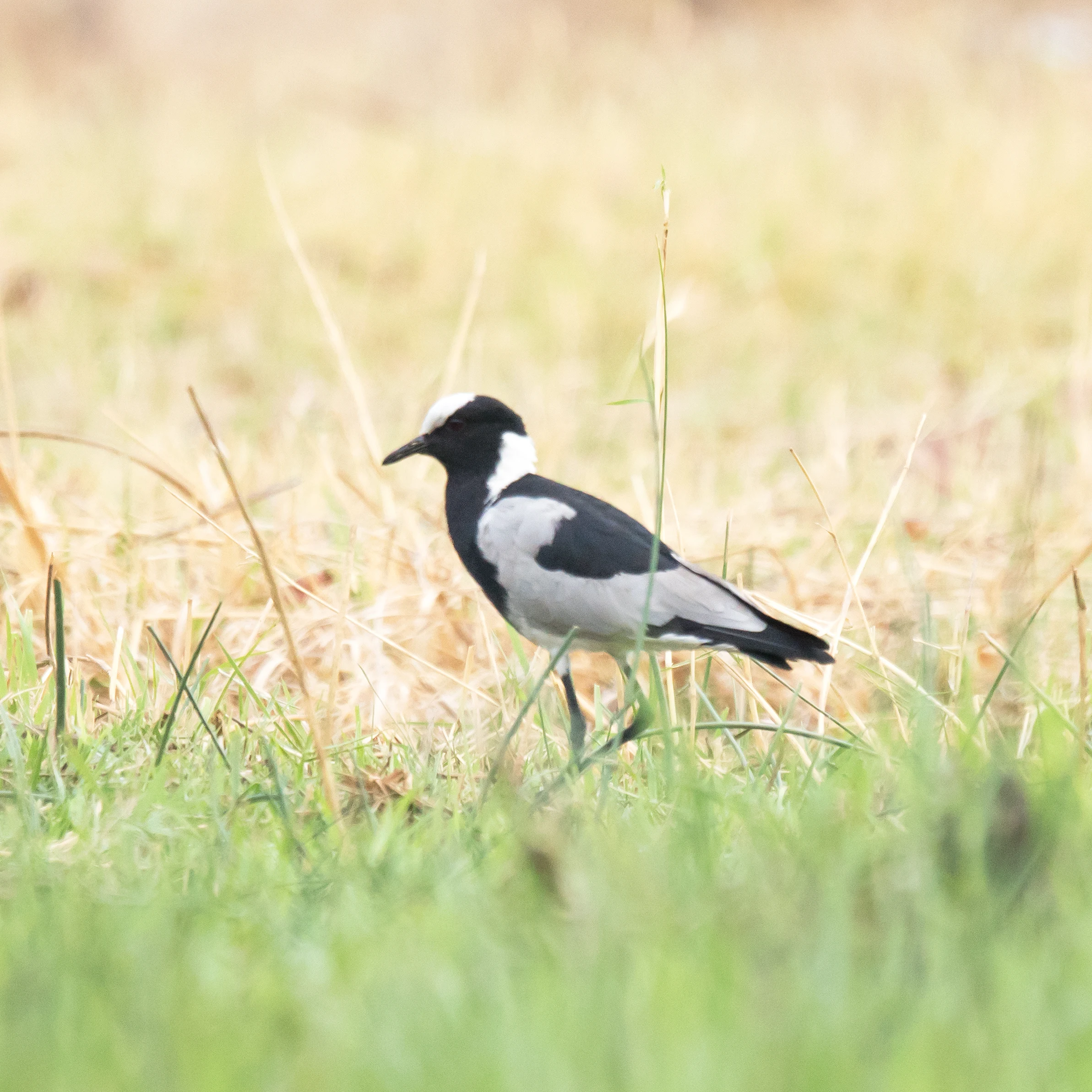 Blacksmith Lapwing, near Khwai, Botswana — photo by Jim Bennett