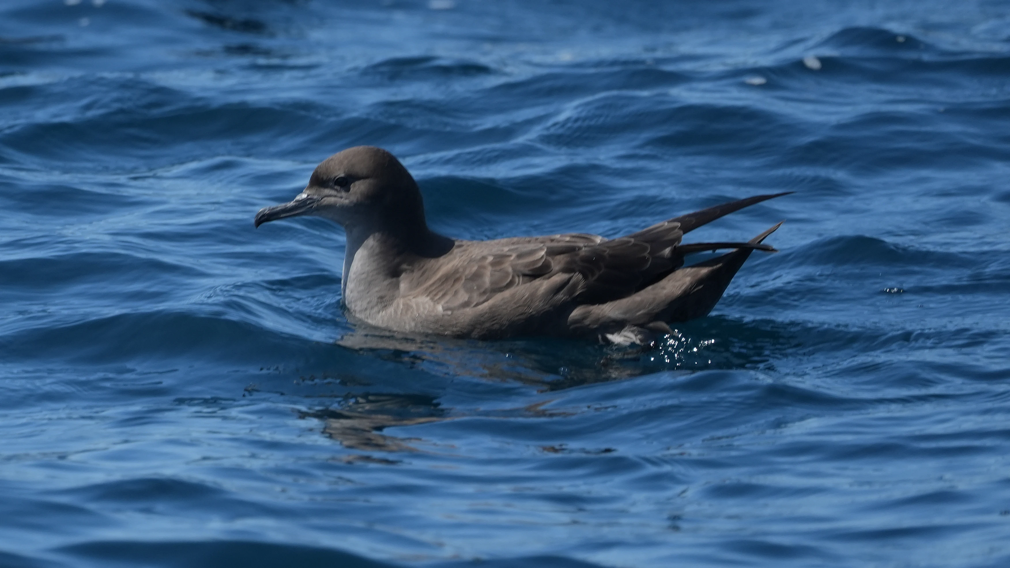 Sooty Shearwarer, Falmouth Bay, Cornwall, UK — photo by Jim Bennett